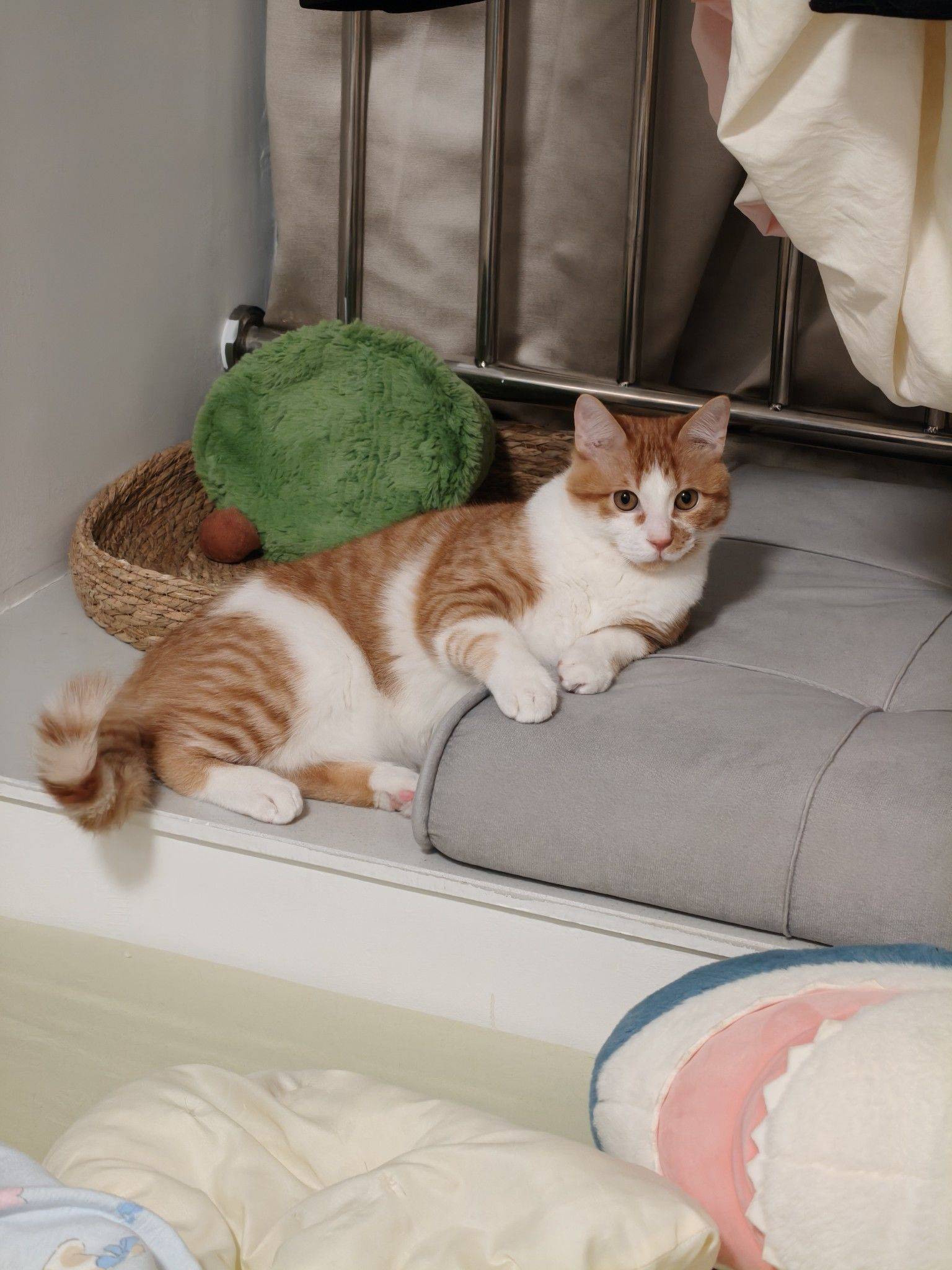 6月大橘猫领养_2