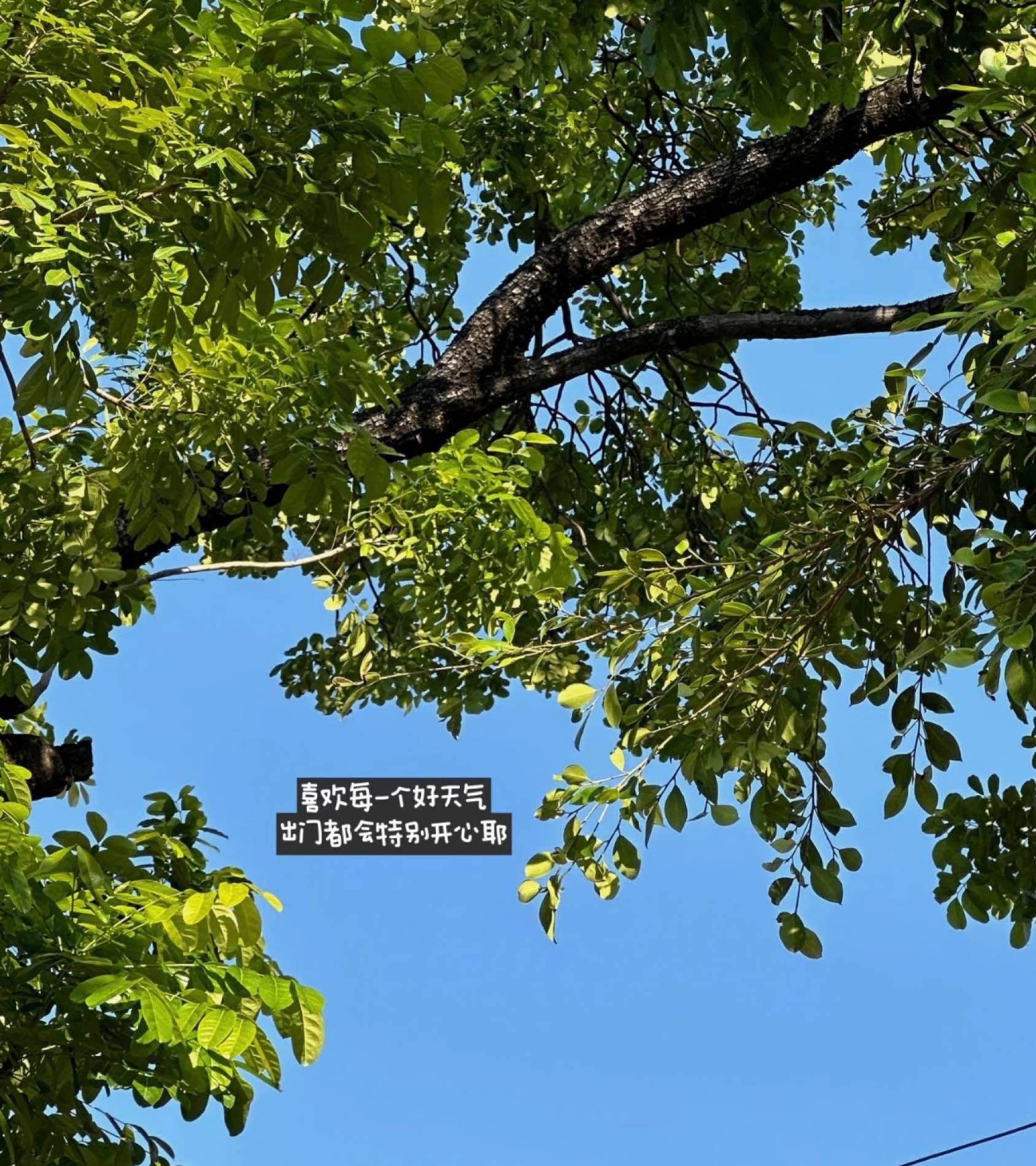 喜欢每一个好天气🍃