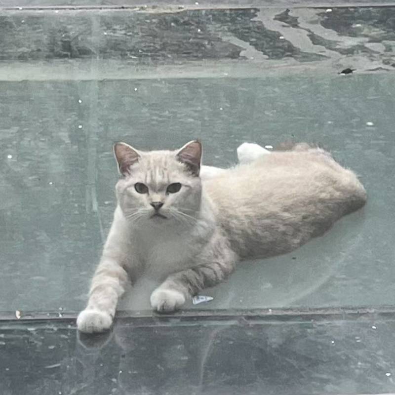 流浪猫咪找领养人_3