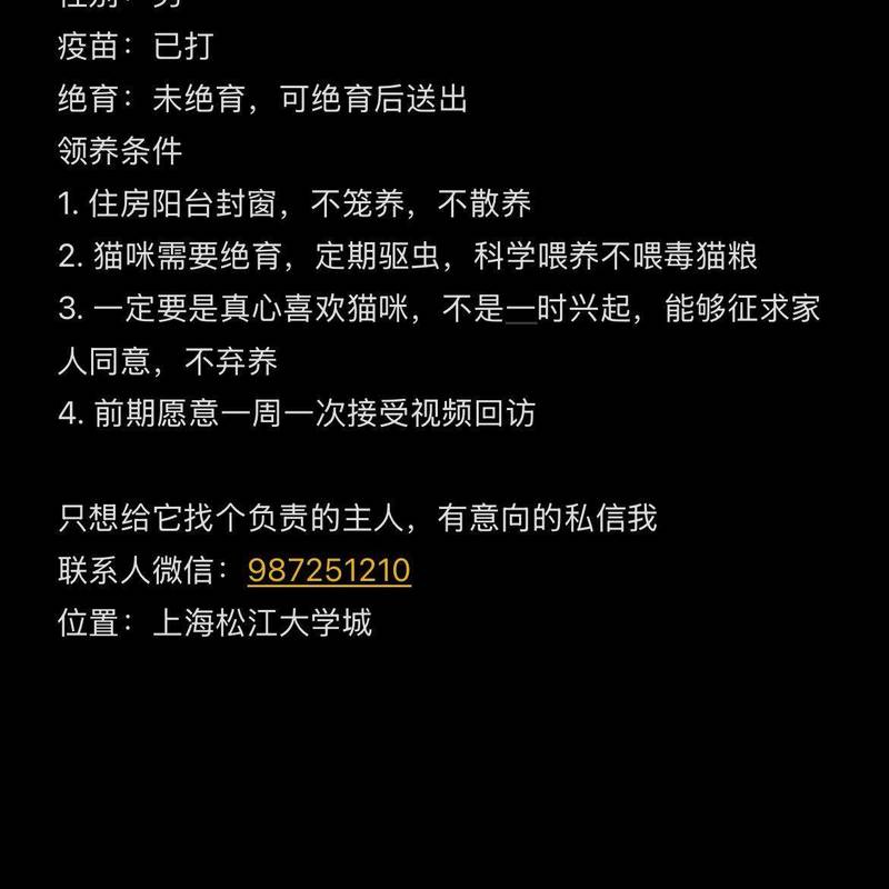流浪猫咪找领养人_4