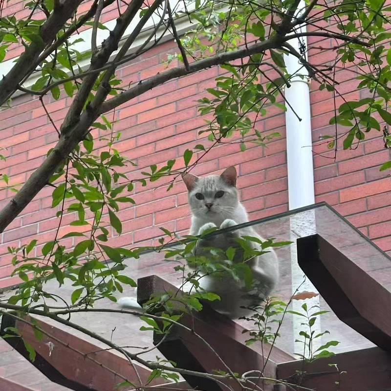 流浪猫咪找领养人_1