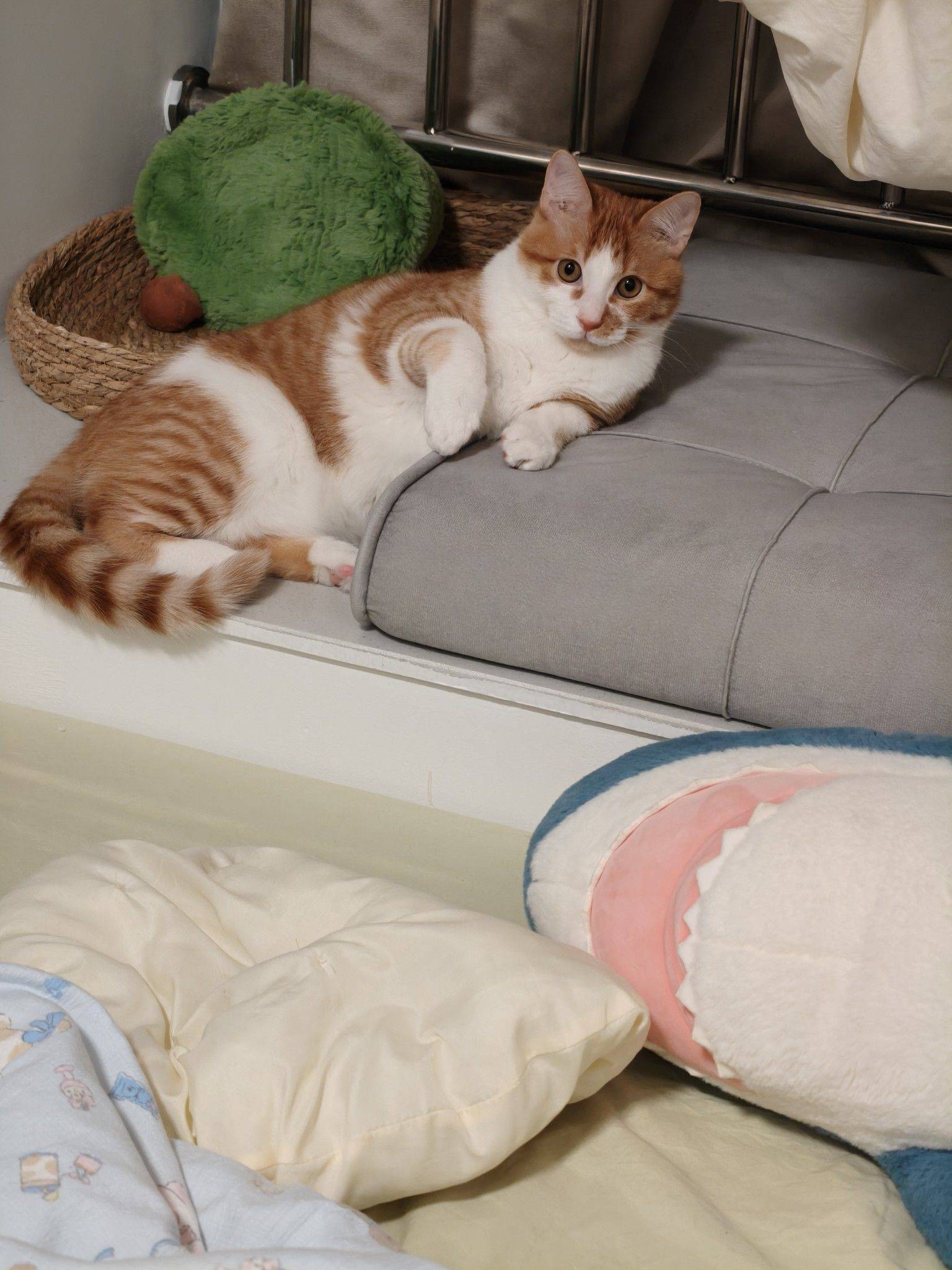 6月大橘猫领养_1