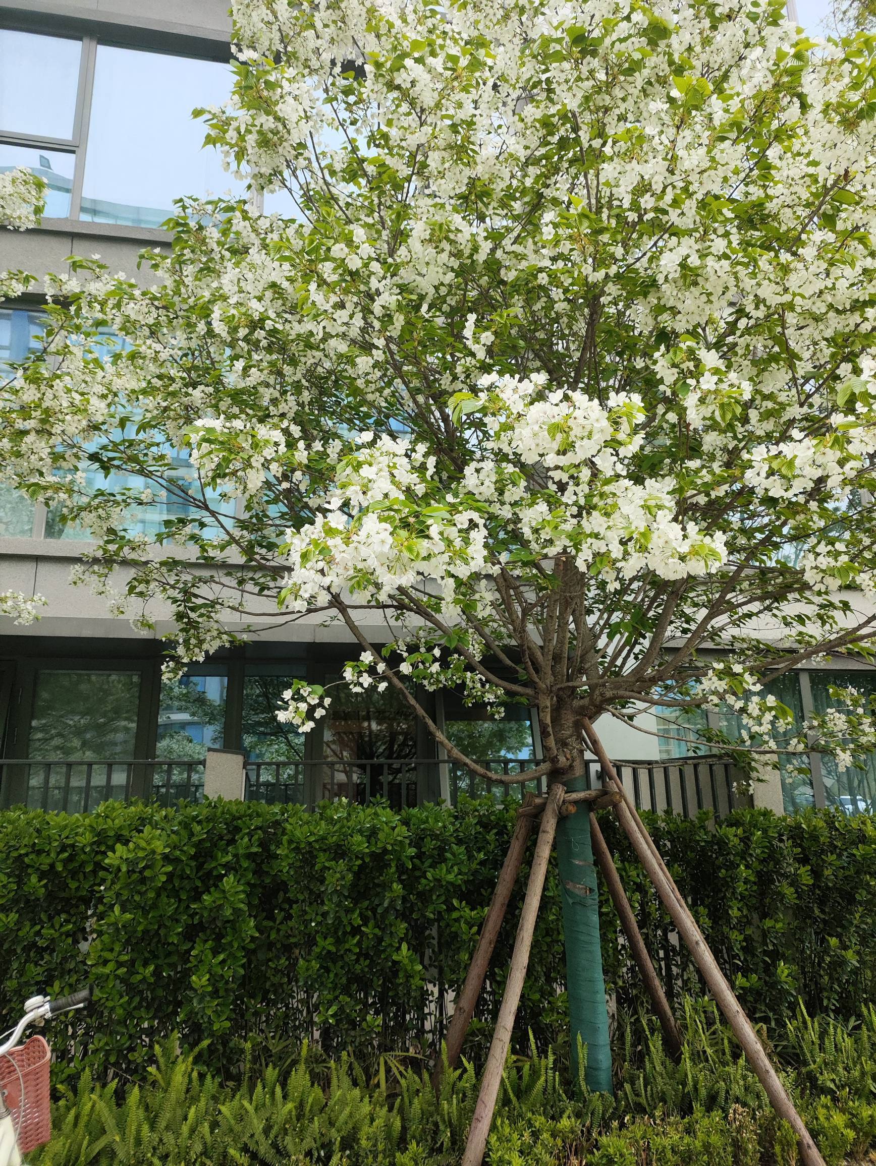 公寓楼下的花来了