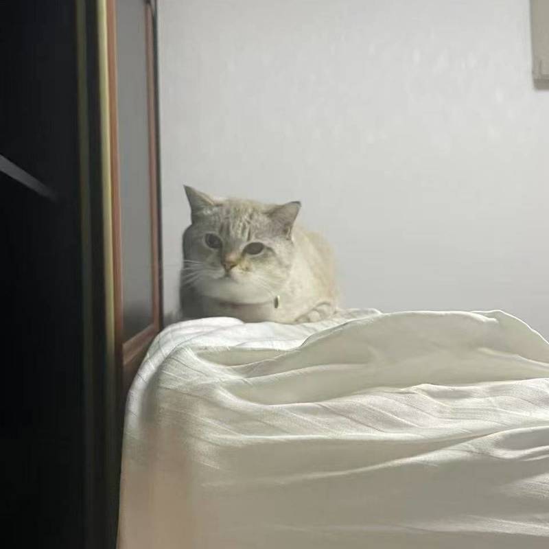 流浪猫咪找领养人_2