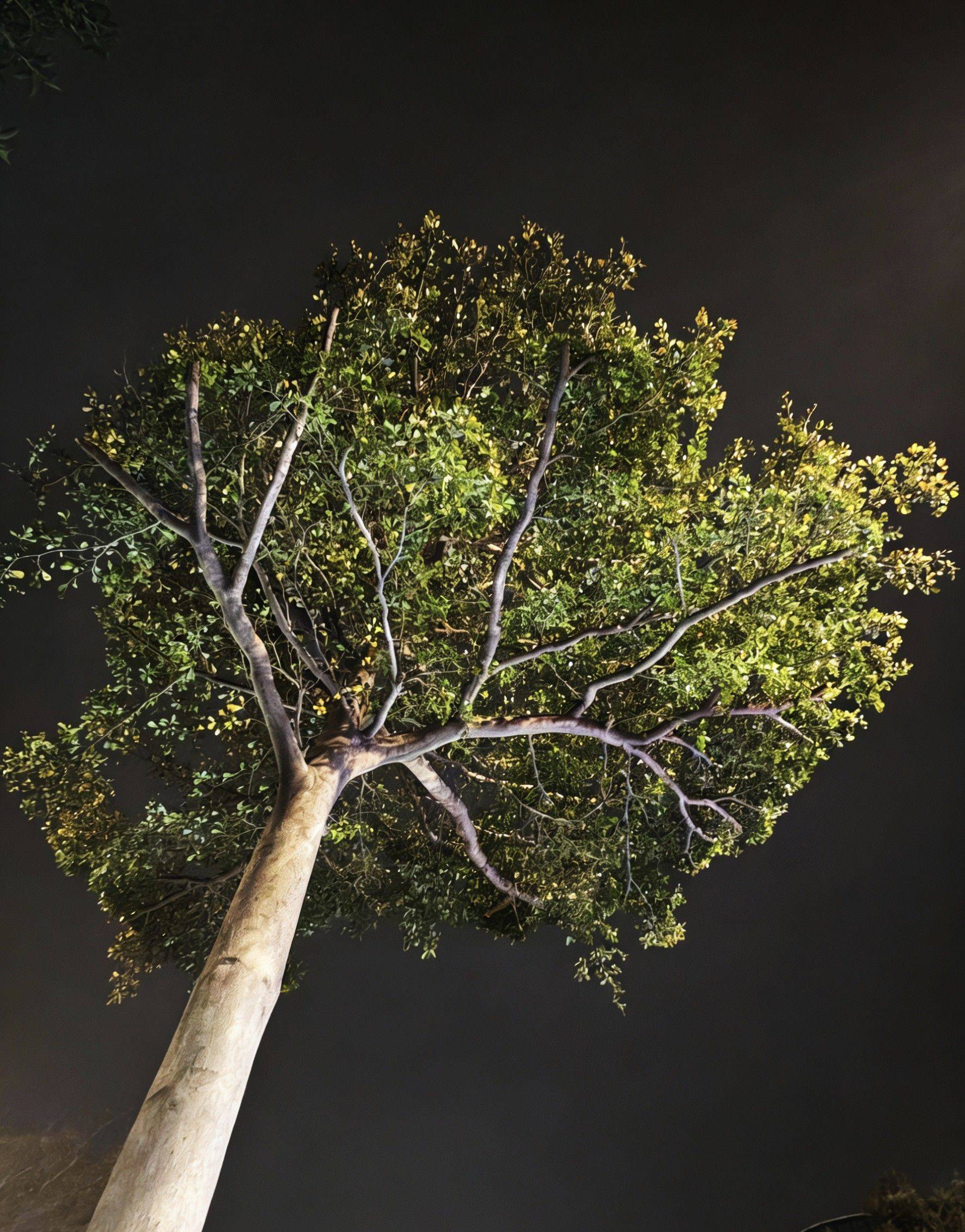 晚风吹拂树影，把今日的疲惫都揉碎在夜色里