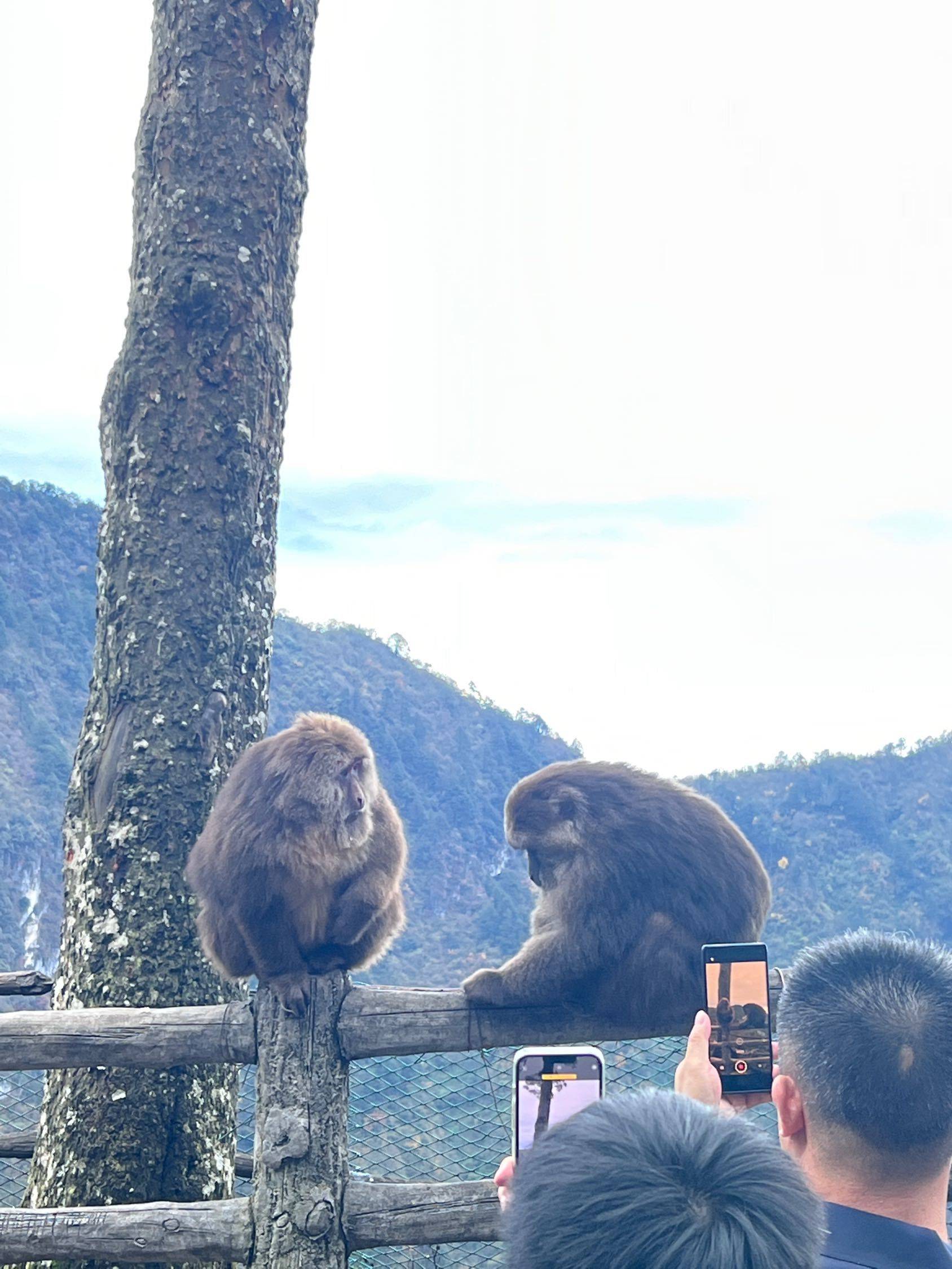 漫步大自然  享受当下  猴子  