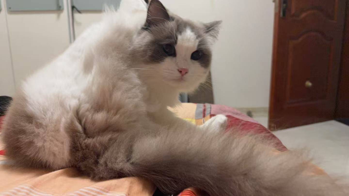 ｜布偶猫，还会逮耗子_1