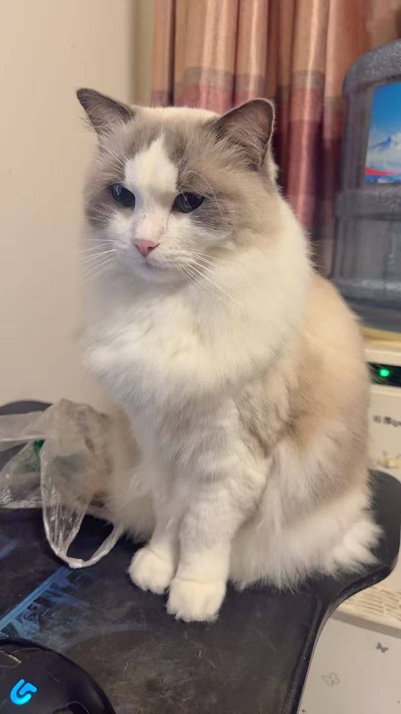 ｜布偶猫，还会逮耗子