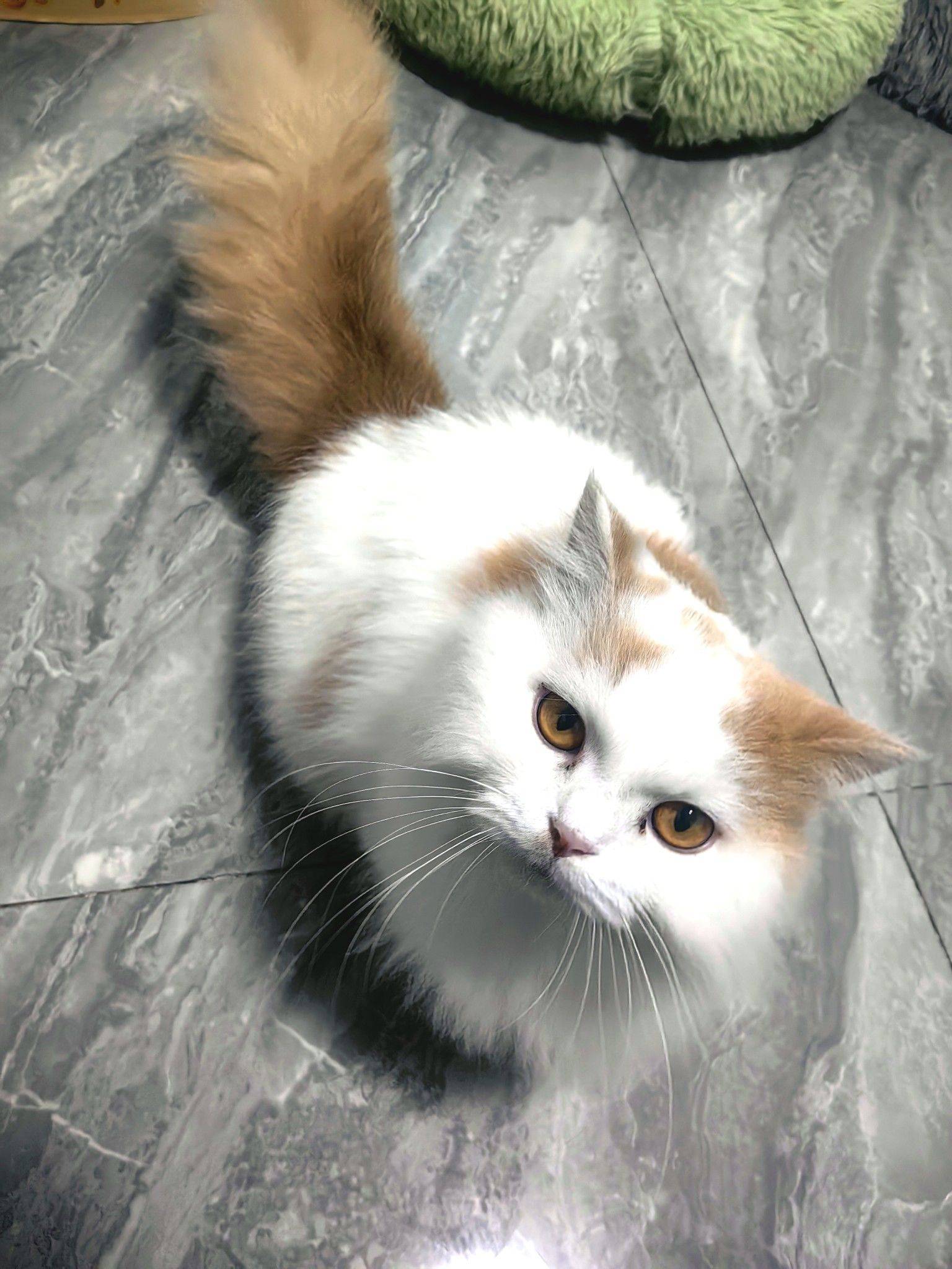 曼基康三花和蓝白