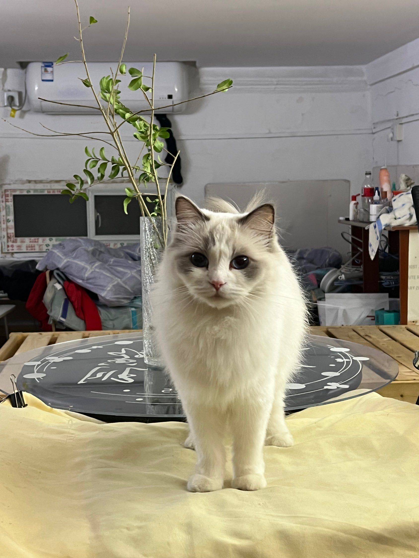 免费领养布偶猫