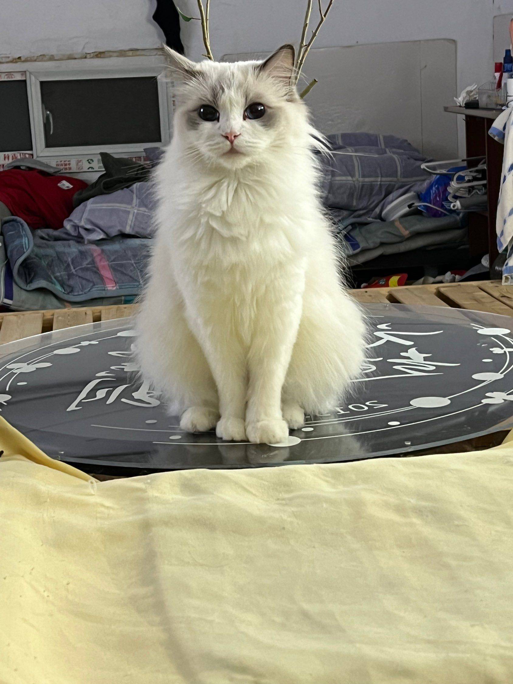 免费领养布偶猫_2