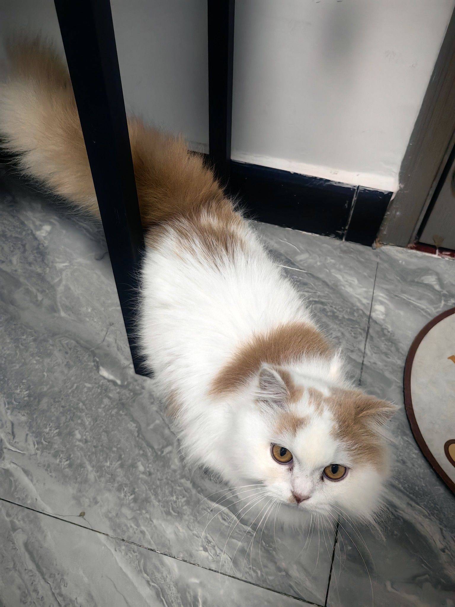 曼基康三花和蓝白_2