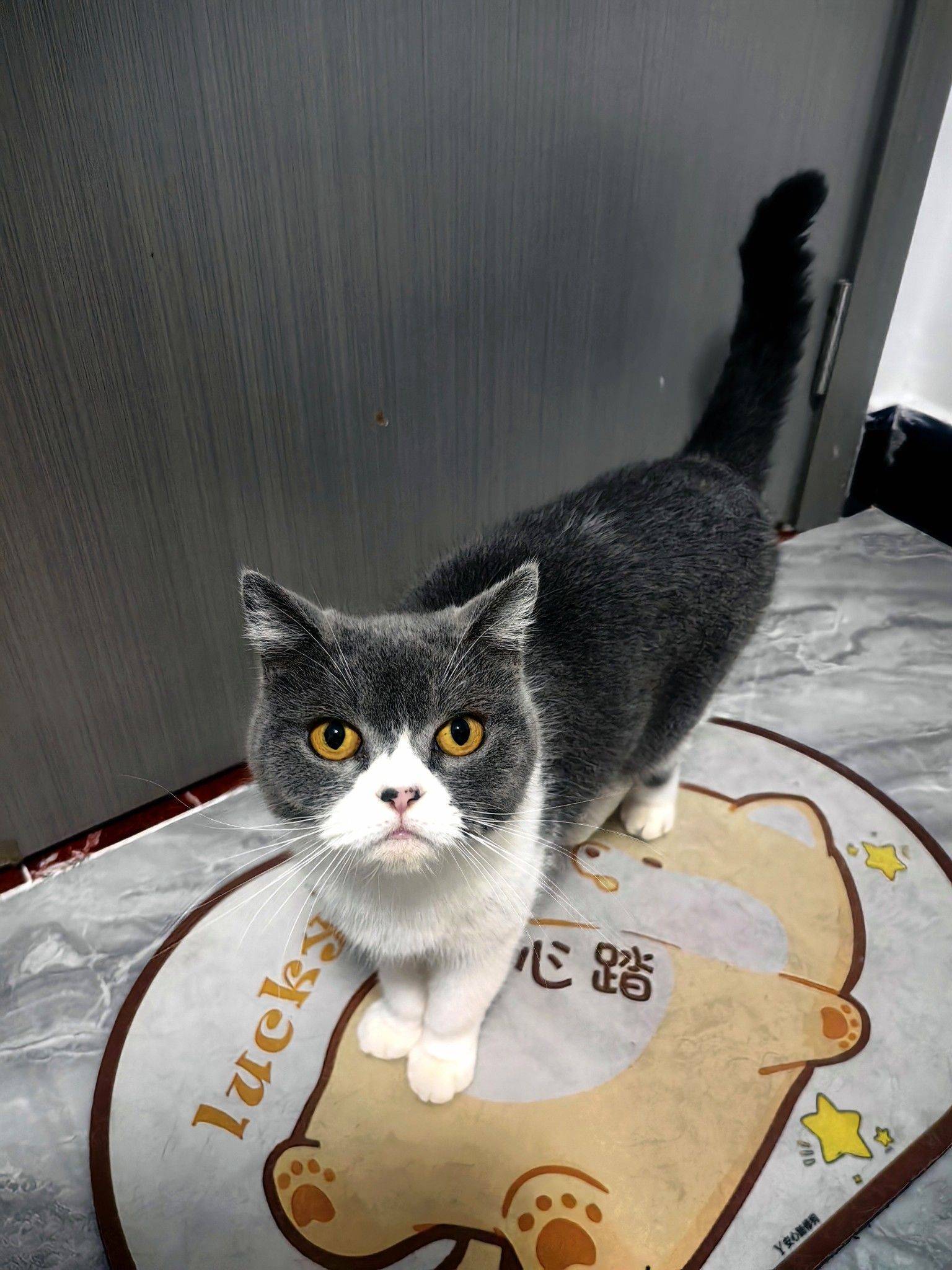 曼基康三花和蓝白_4