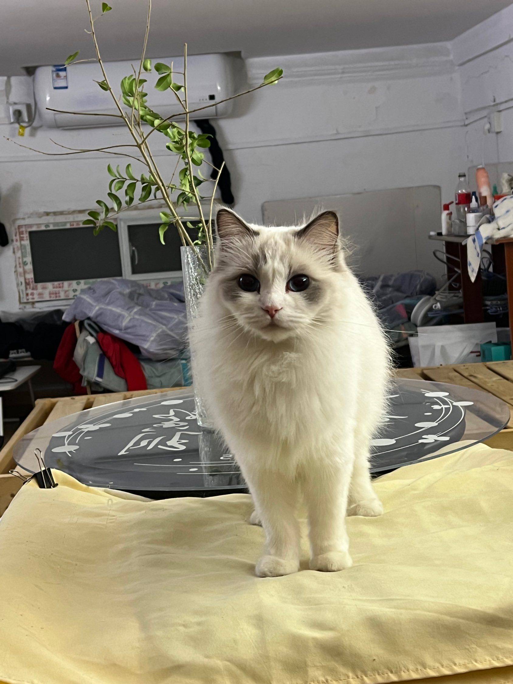 免费领养布偶猫_1