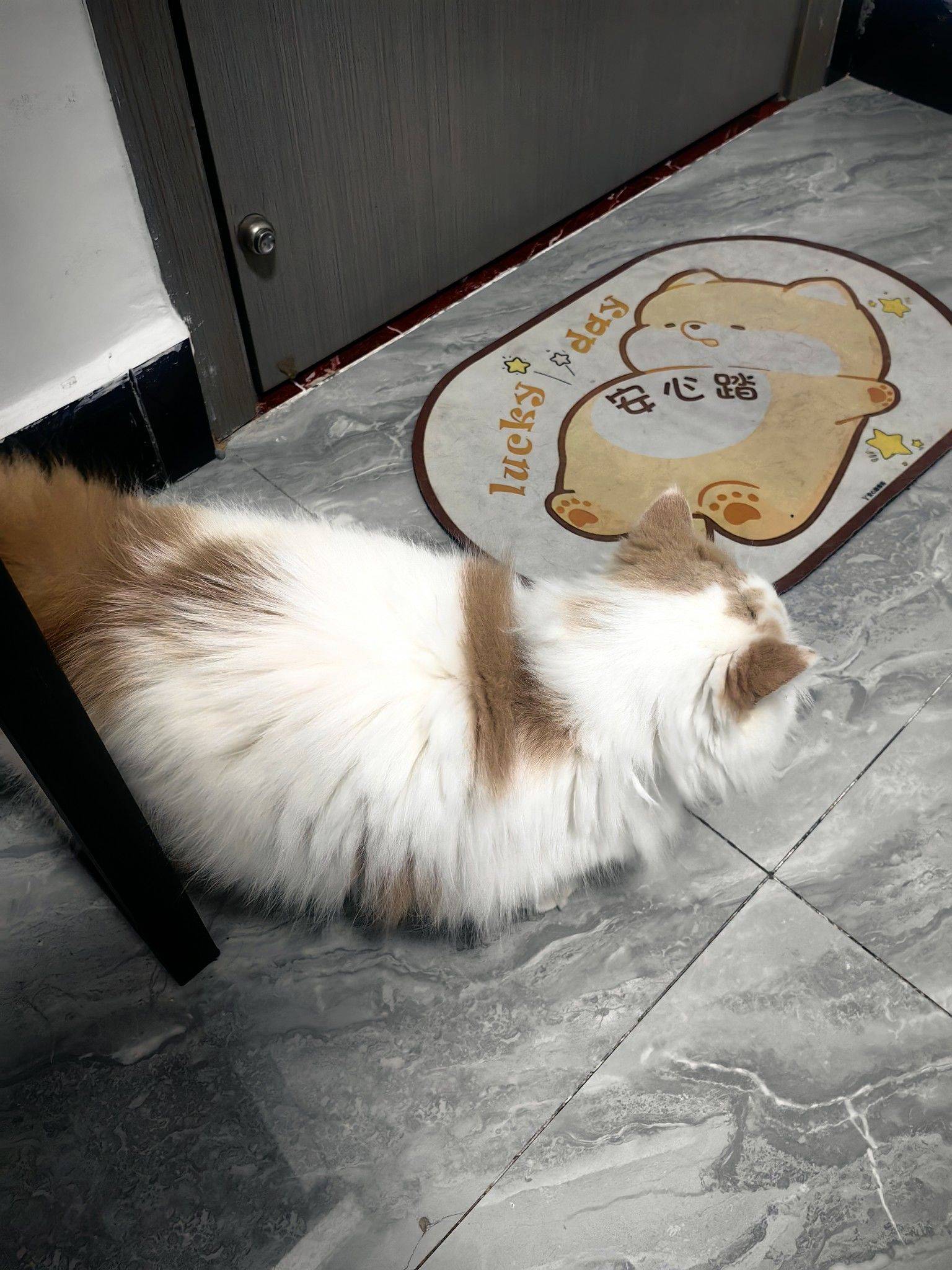 曼基康三花和蓝白_3