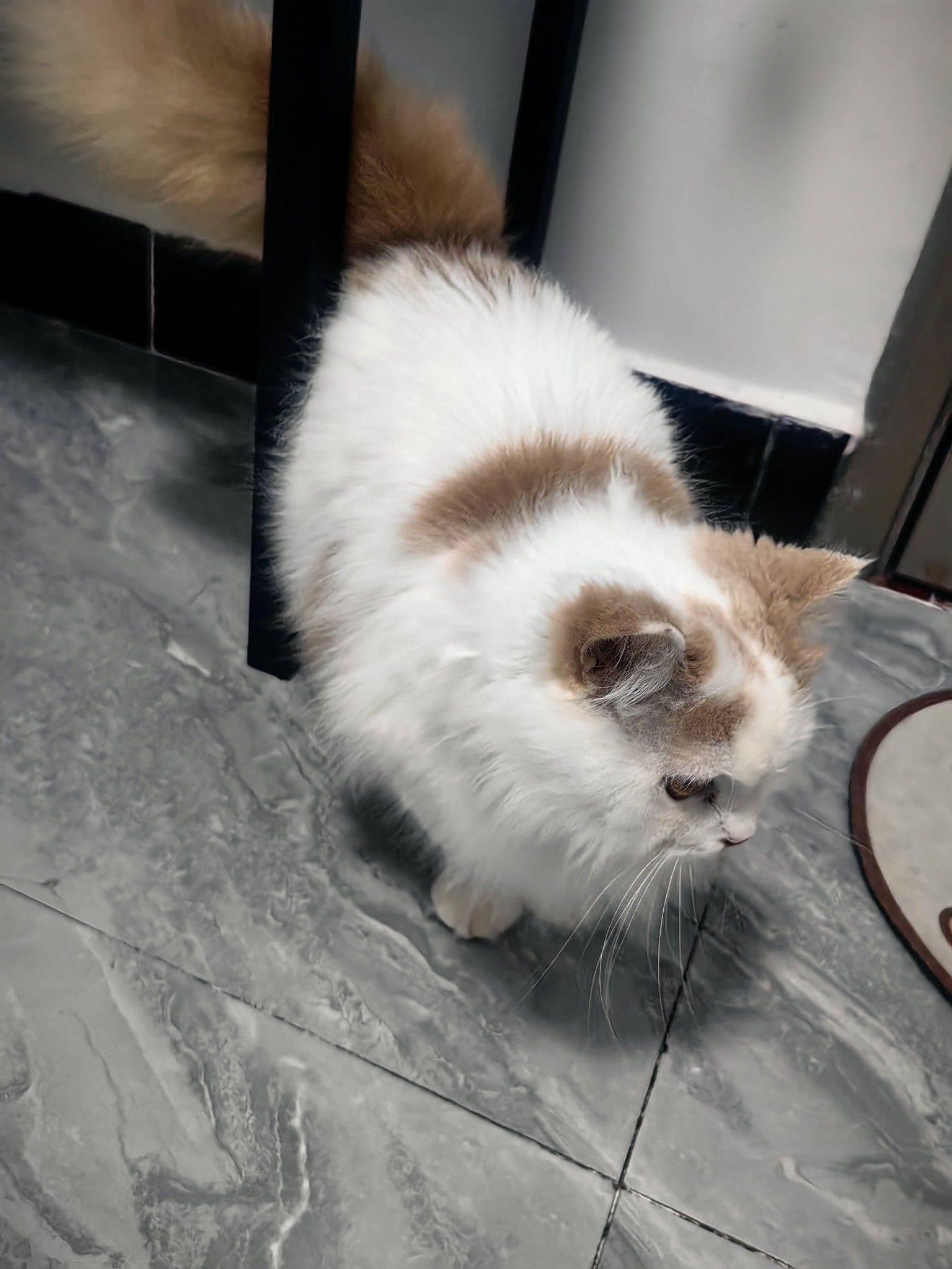 曼基康三花和蓝白_1