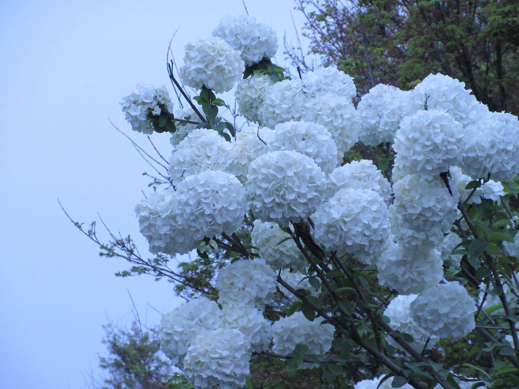 三月是绣球的绽放月