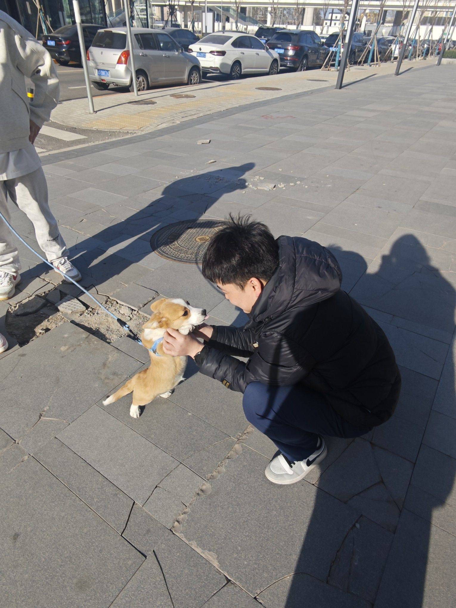 可爱的小斗斗 小狗亲昵  遛狗日常 