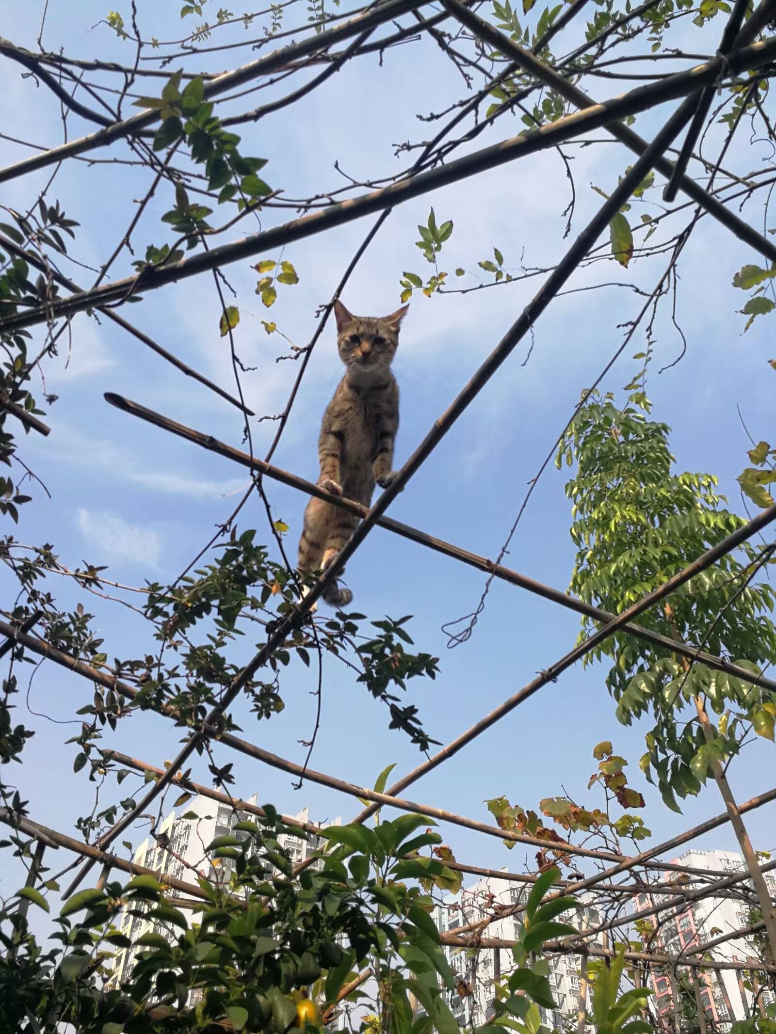 欢欢，妈妈一直等你_2