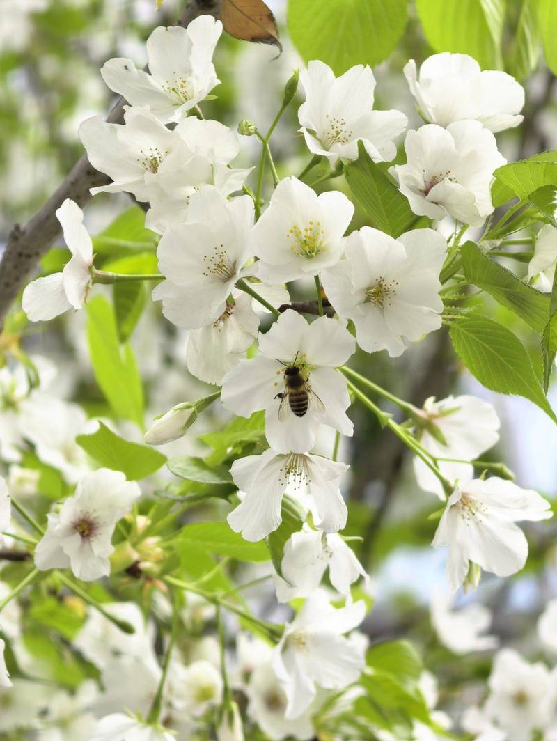 蜜蜂🐝在花间跳舞💃