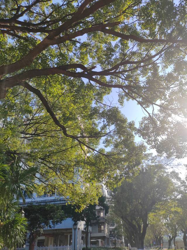我的校园生活
