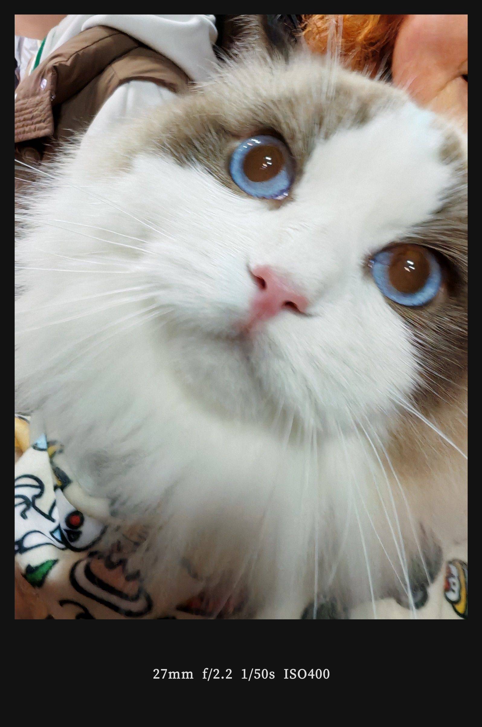  猫咪  蓝眼萌宠  毛茸茸日常 