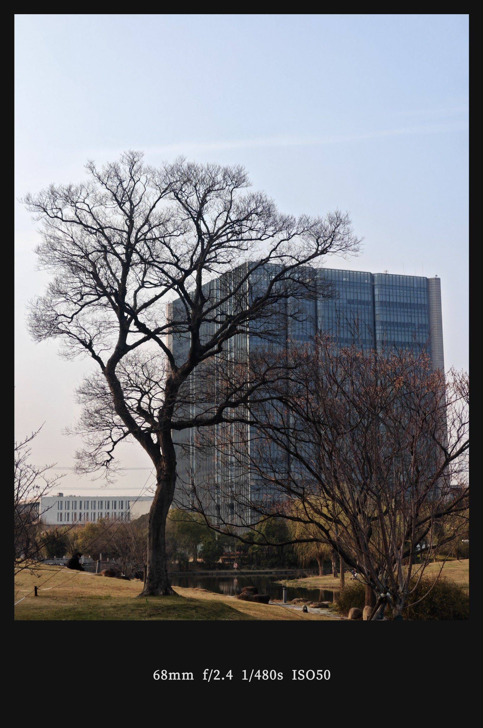  山茶花  粉红浪漫  花影婆娑 _4