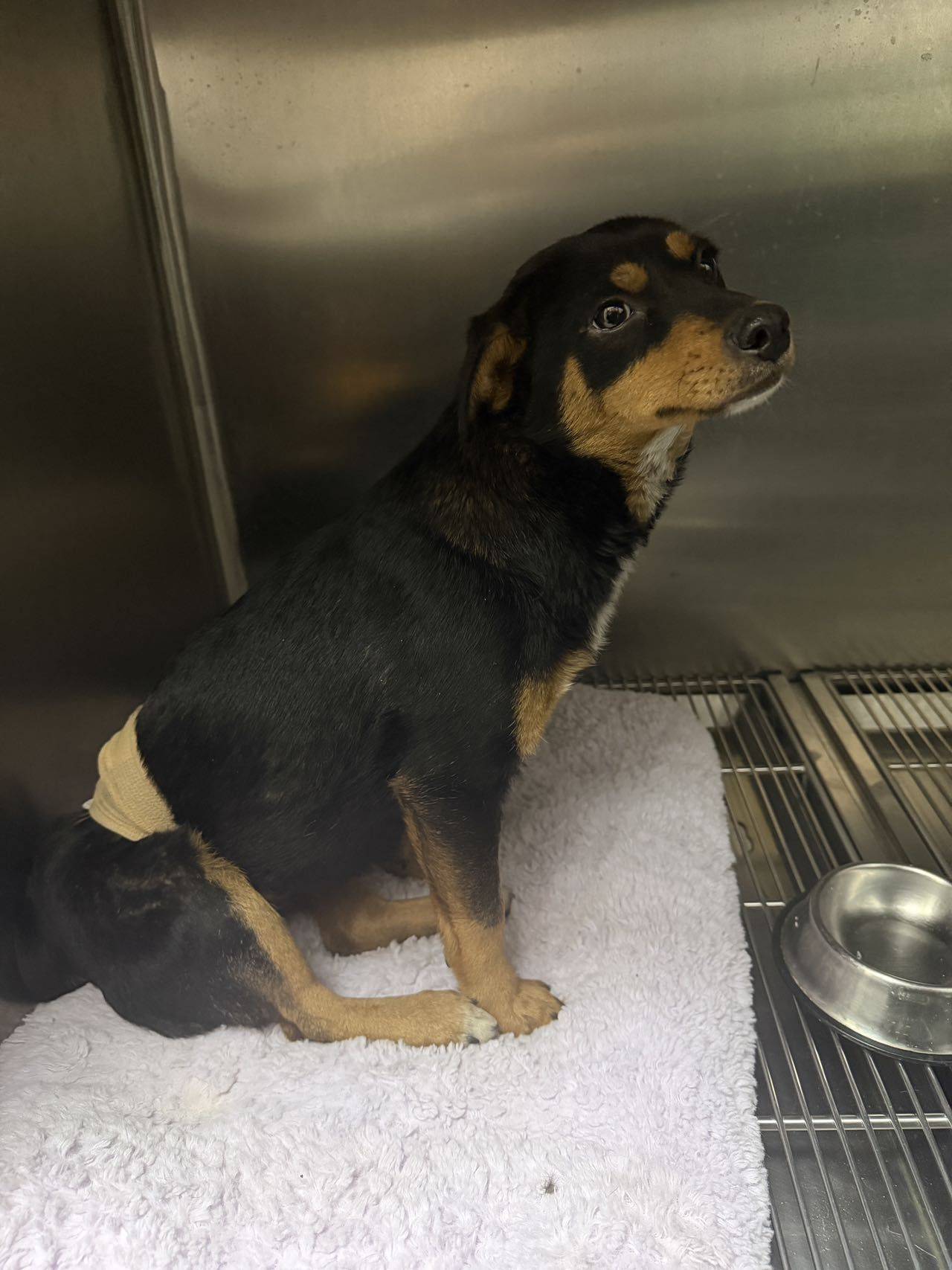 流浪小土狗就不配拥有一个家吗_2