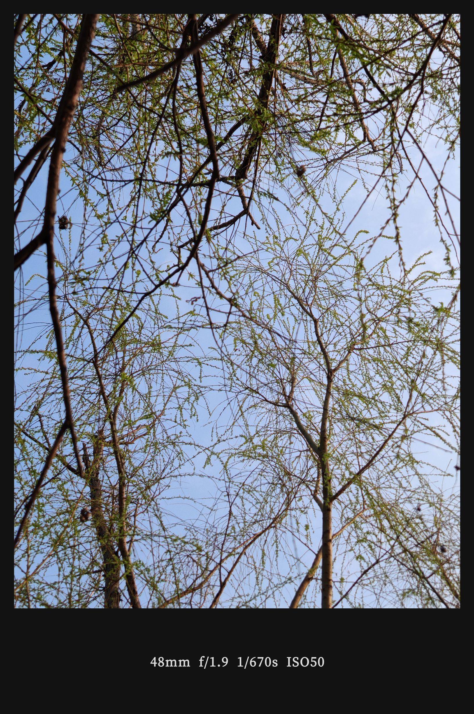  山茶花  粉红浪漫  花影婆娑 _2