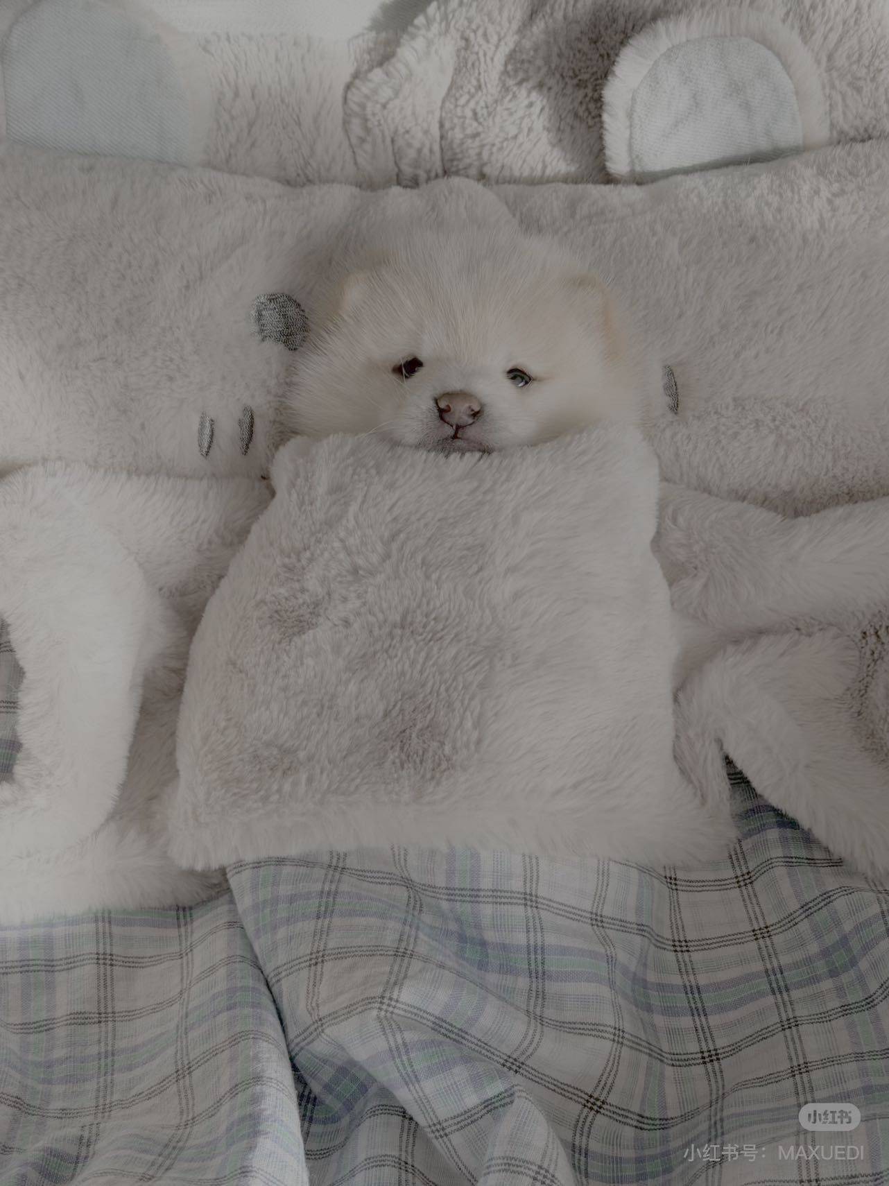 没人说过小狗睡觉这么萌_1