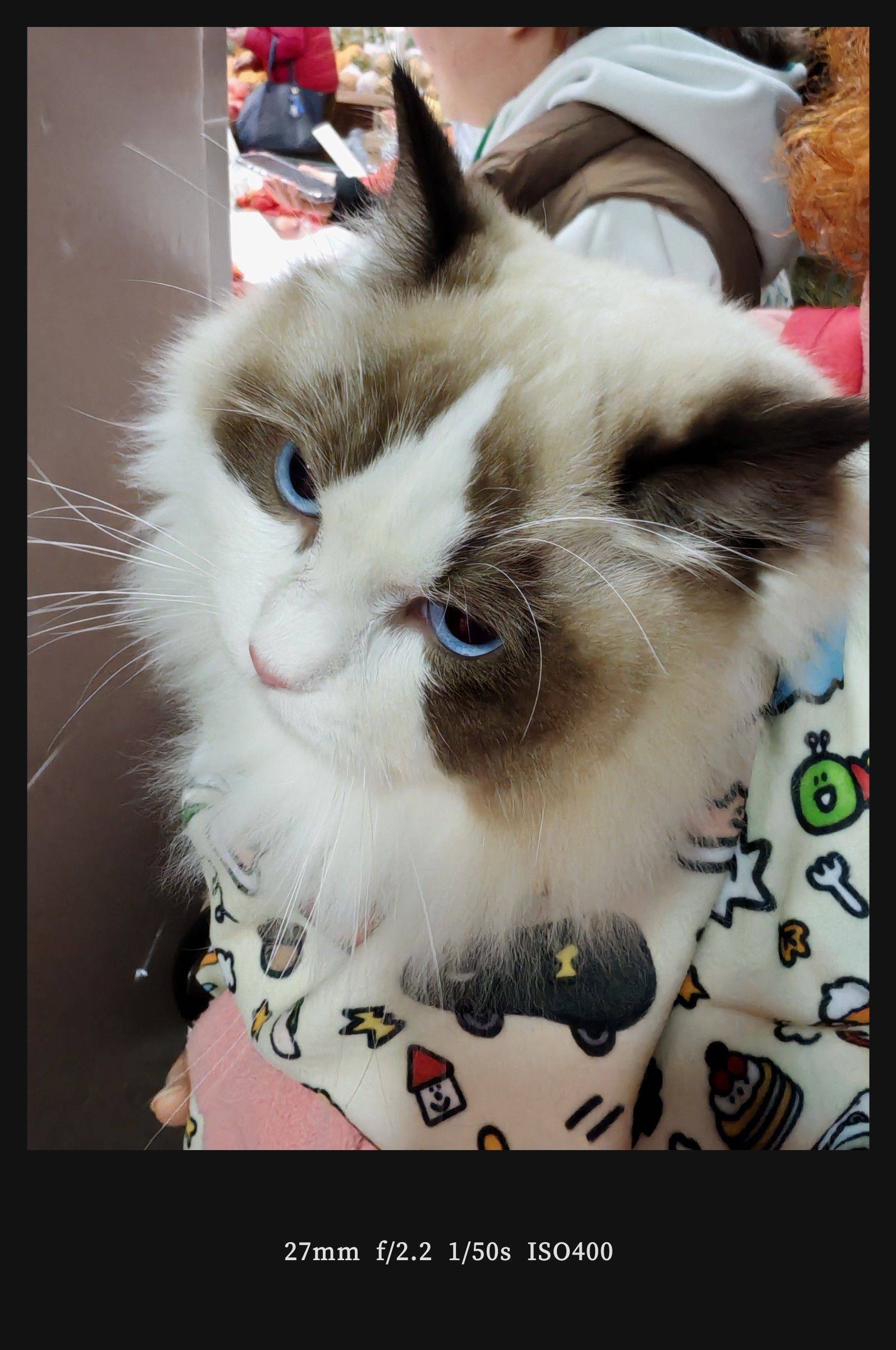  猫咪  蓝眼萌宠  毛茸茸日常 _1