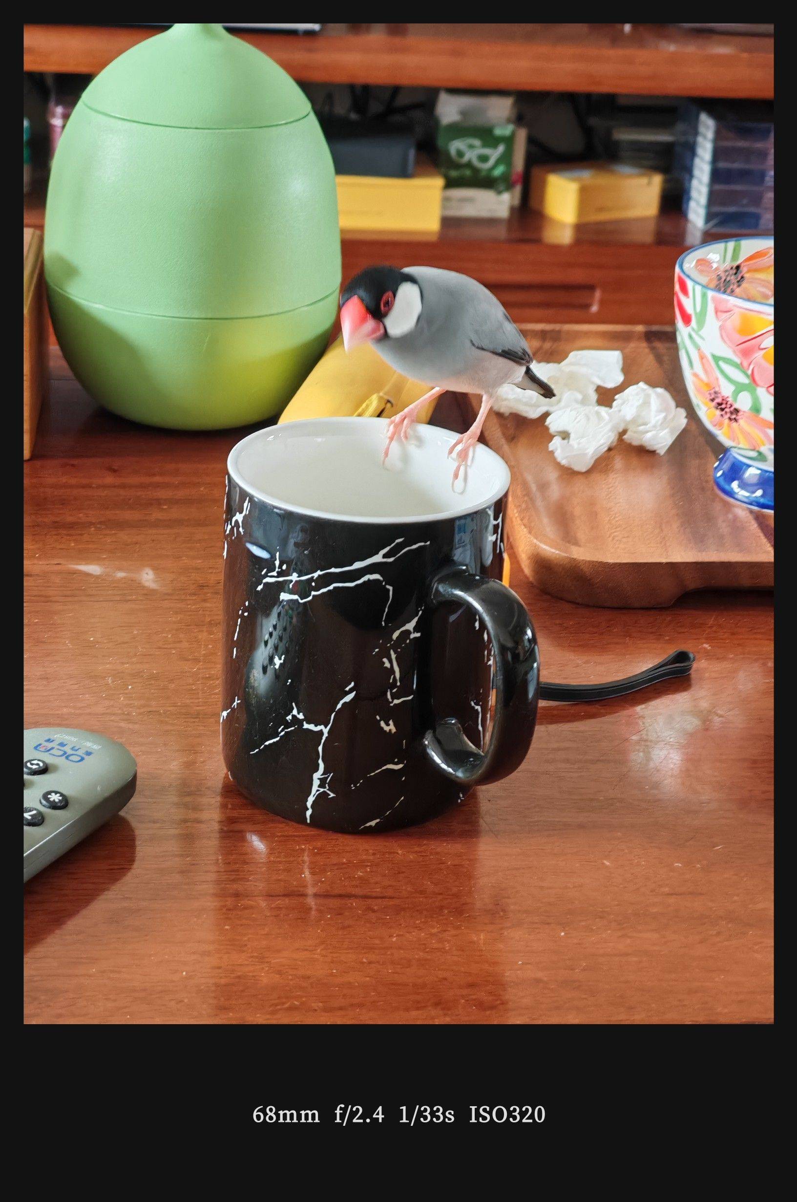  山茶花  粉红浪漫  花影婆娑 