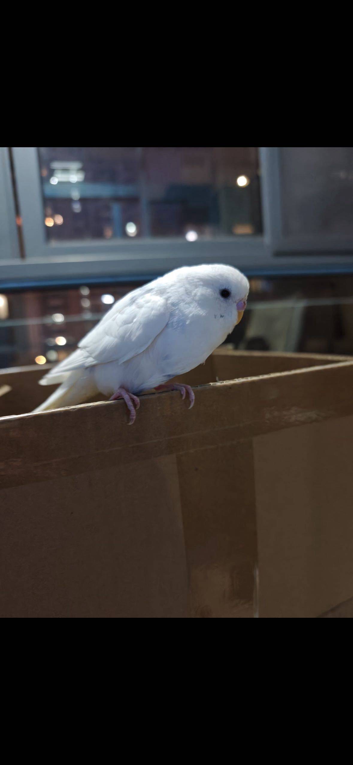 鹦鹉找新主人_1