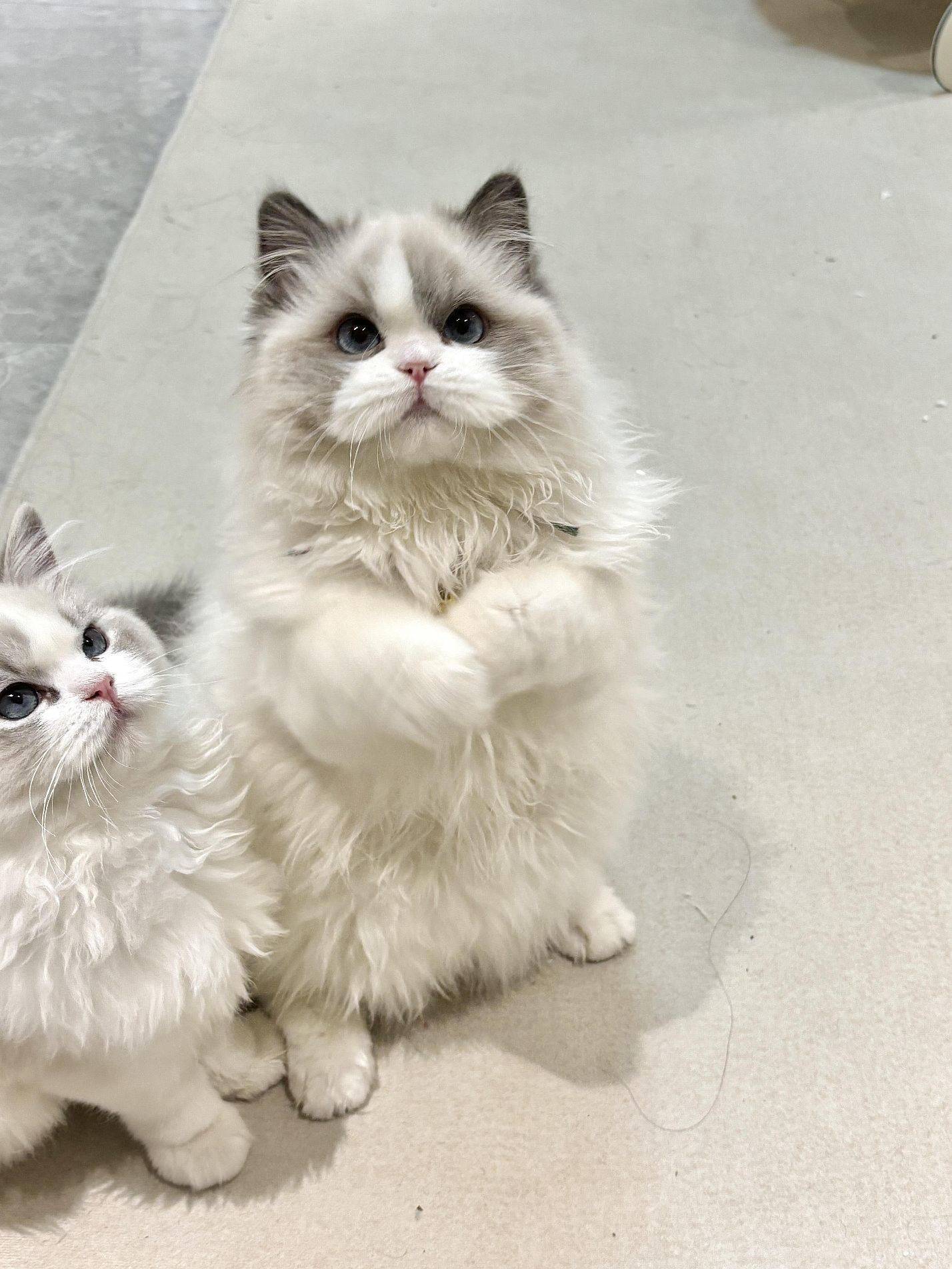 家有萌宠#欢迎来我家_1