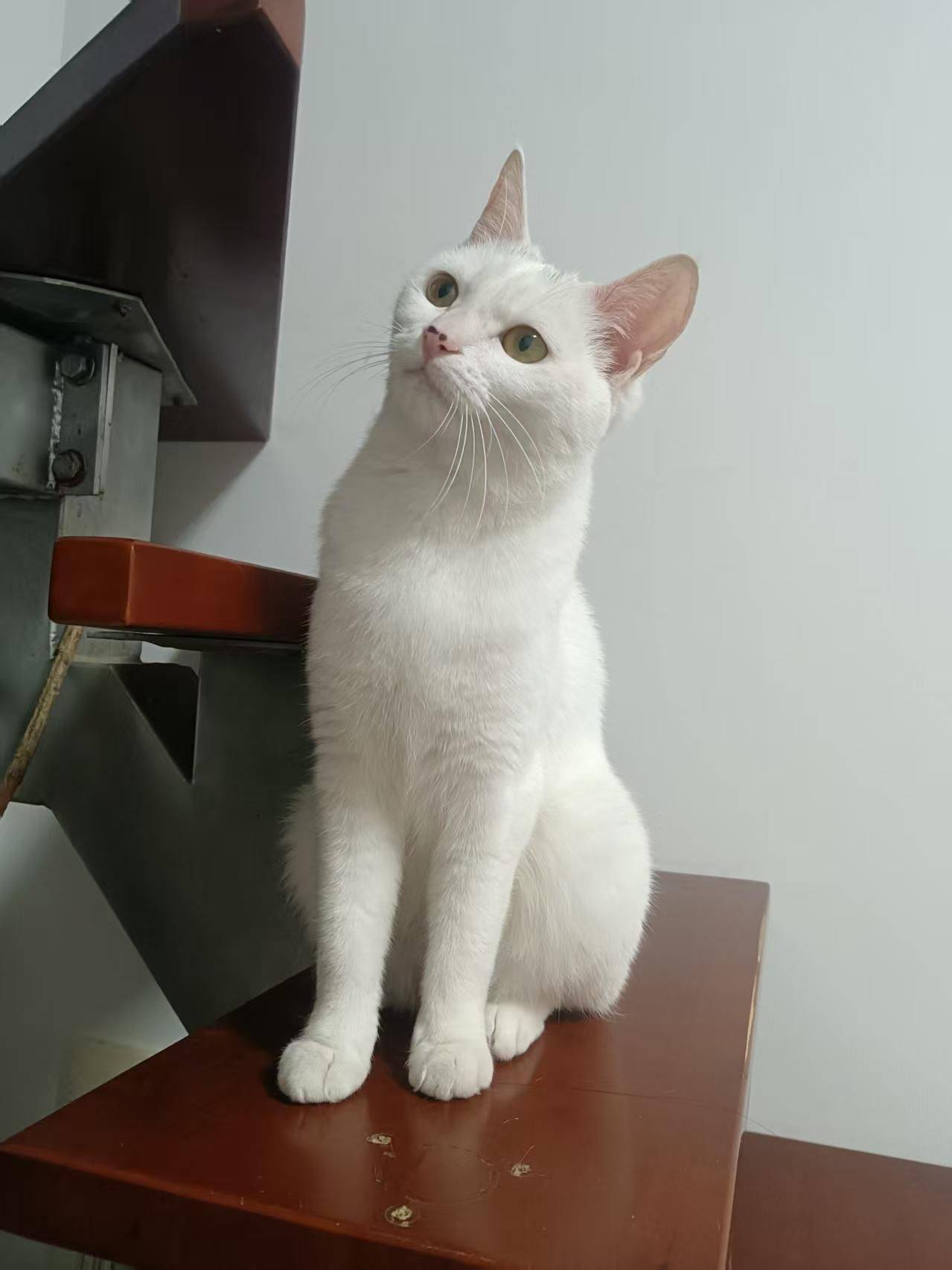 上海歪头杀小猫寻找领养人～_1