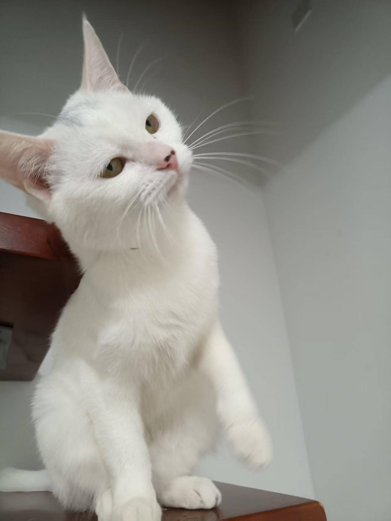 上海歪头杀小猫寻找领养人～