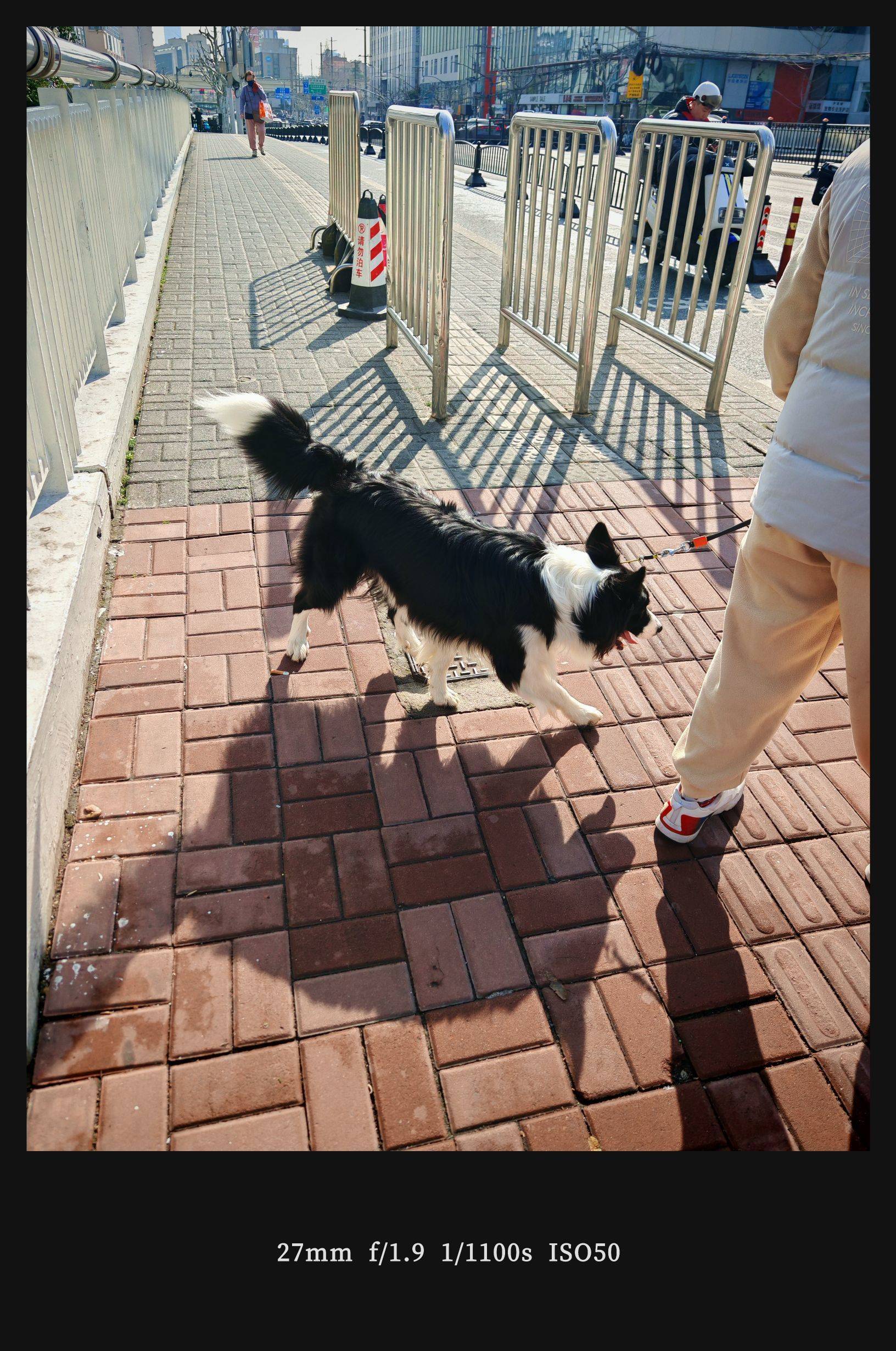  猫咪  蓝眼萌宠  毛茸茸日常 _4