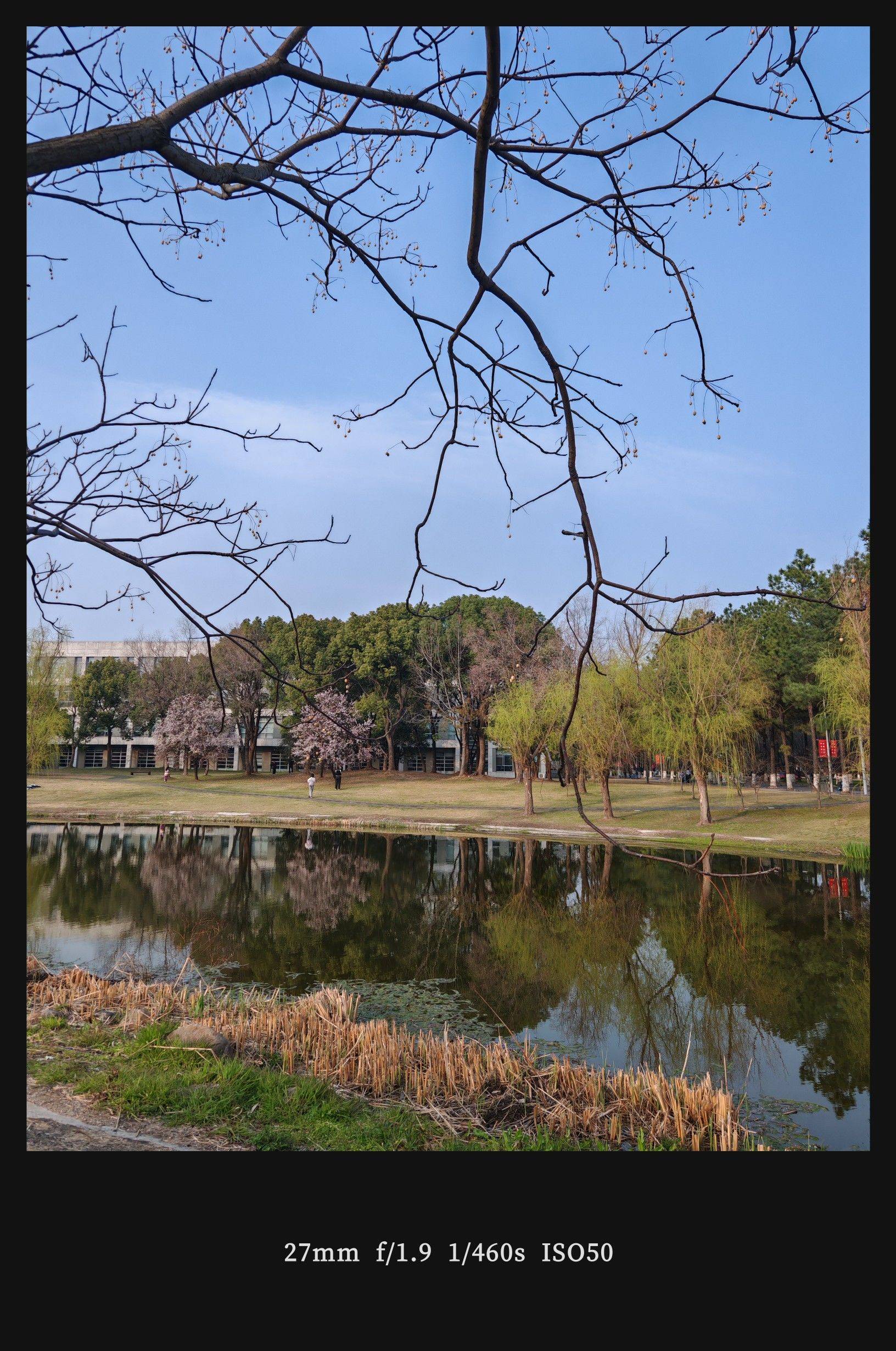  山茶花  粉红浪漫  花影婆娑 _1