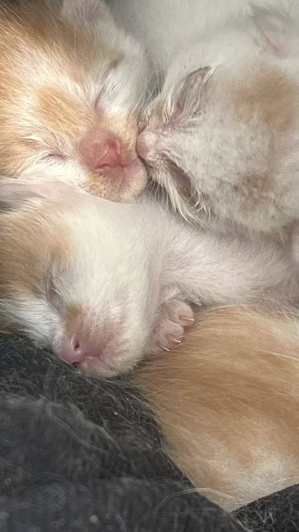 有人想要收养咪嘛_2