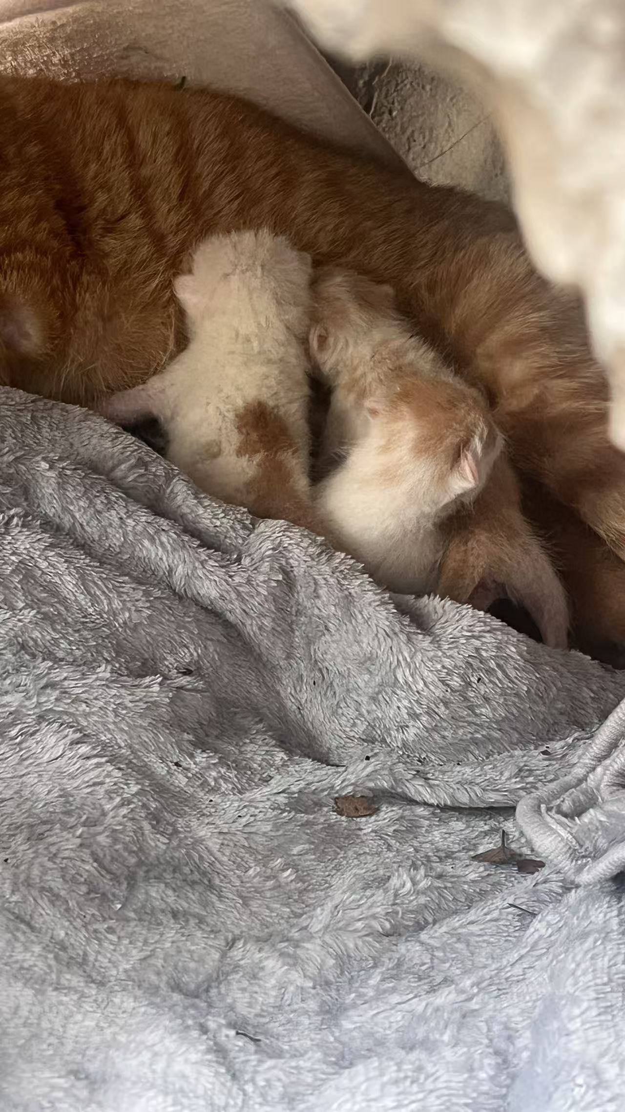 有人想要收养咪嘛_1