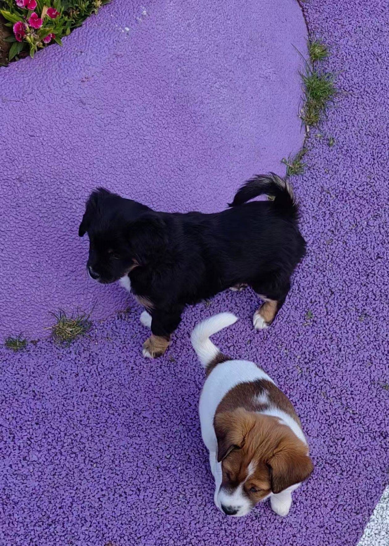 小奶狗找领养_1