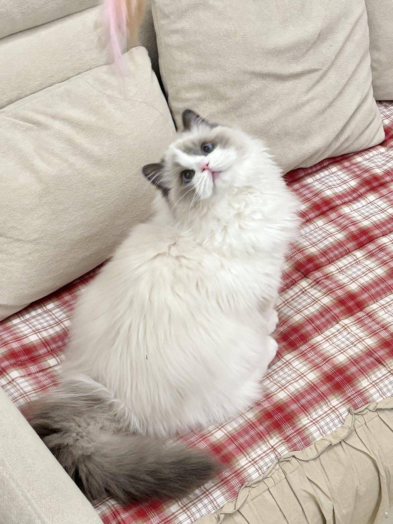 家有萌宠#欢迎来我家_4