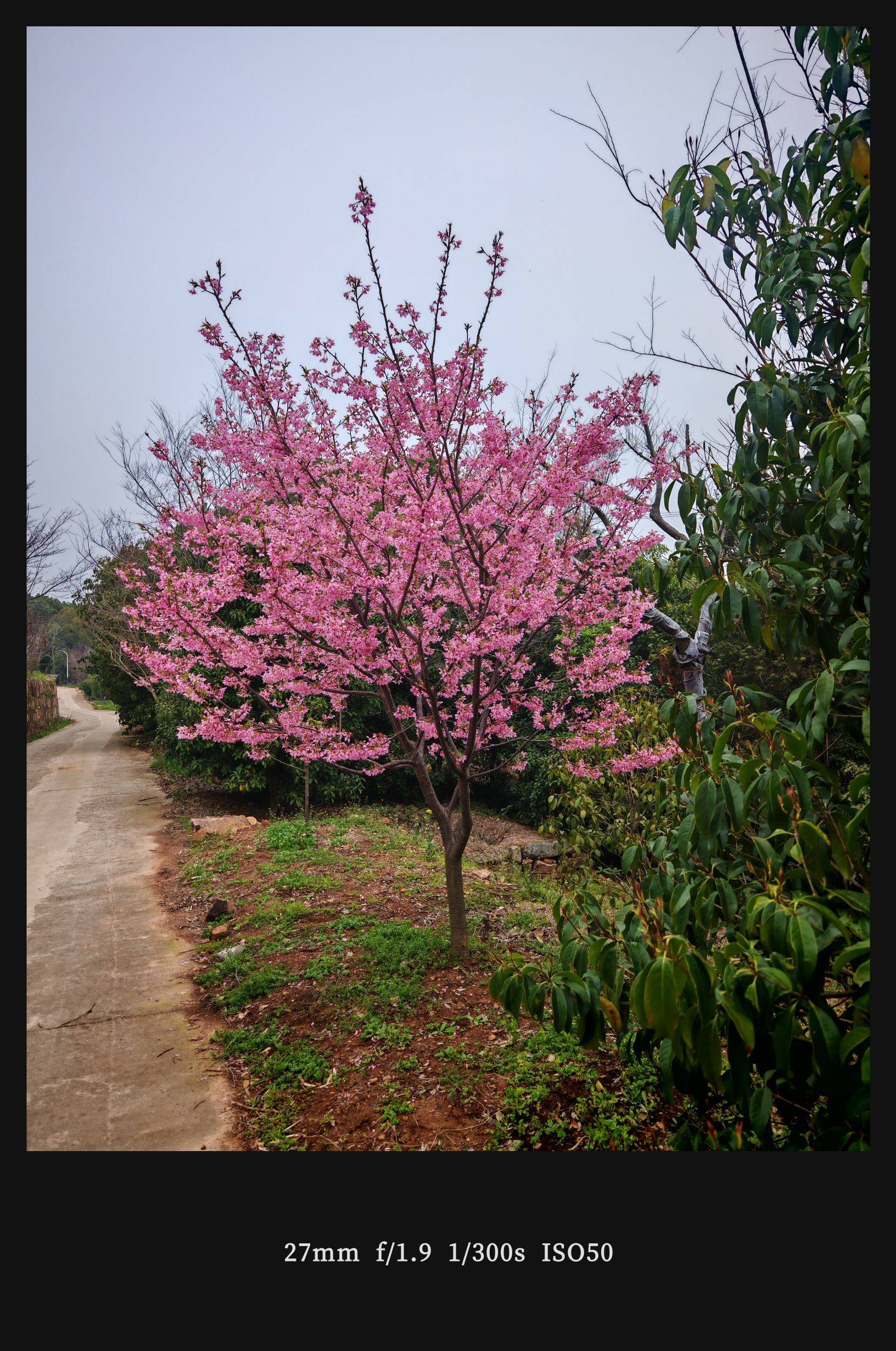  湖边柳影  水岸轻舟  烟雨朦胧_1
