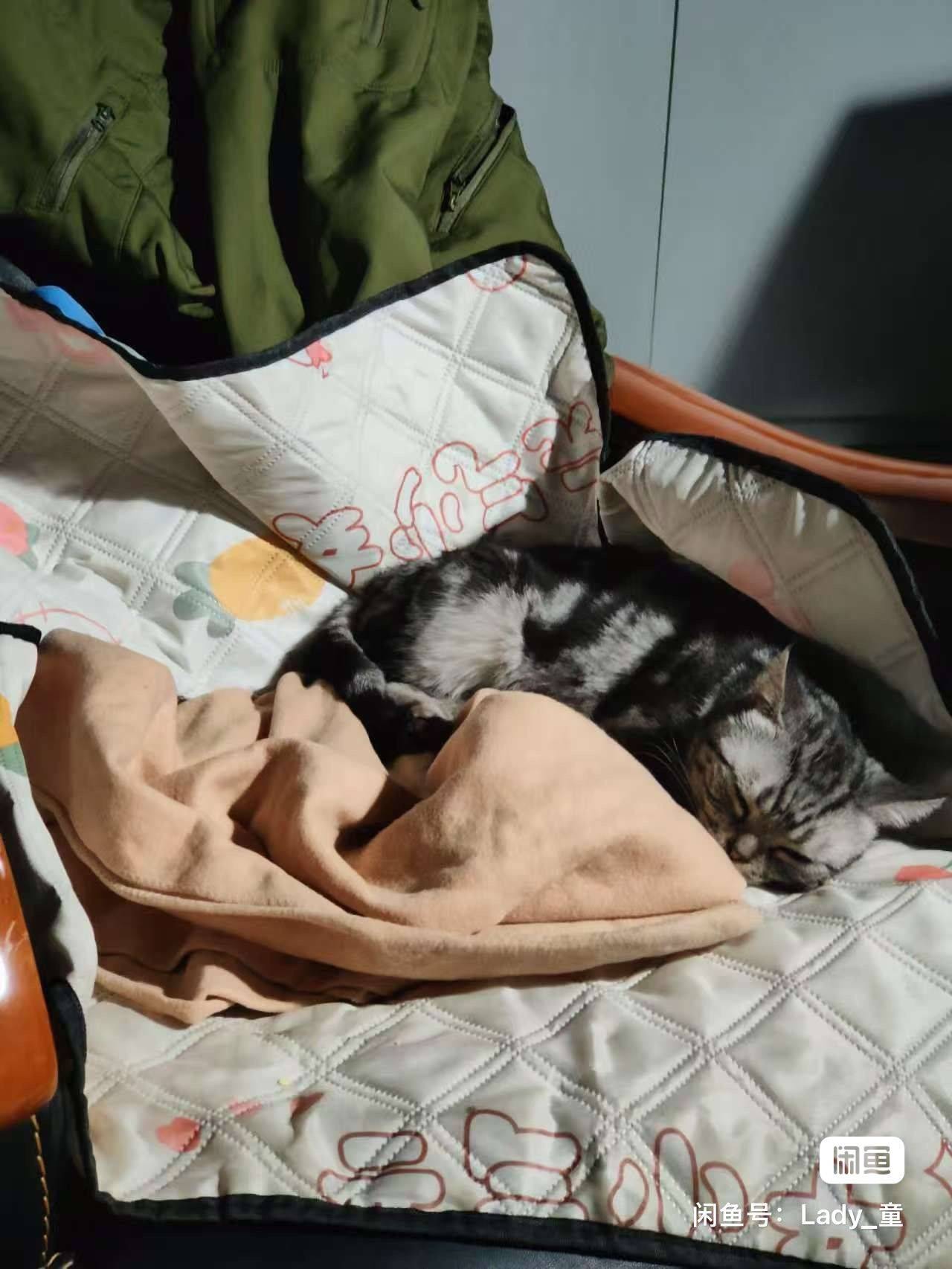 流浪猫找主人_1