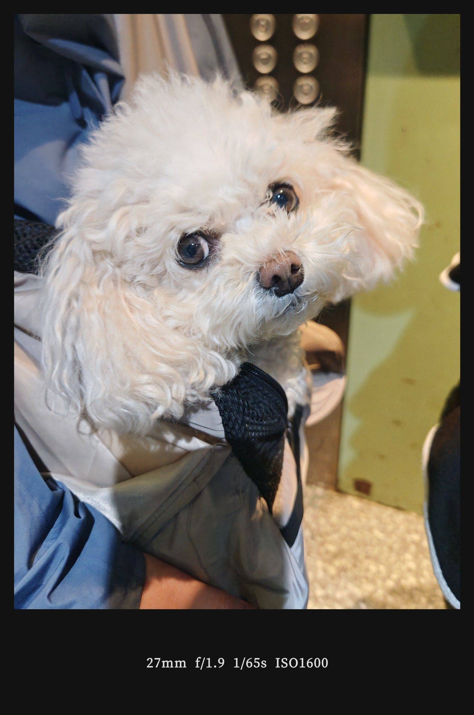  猫咪  蓝眼萌宠  毛茸茸日常 _2