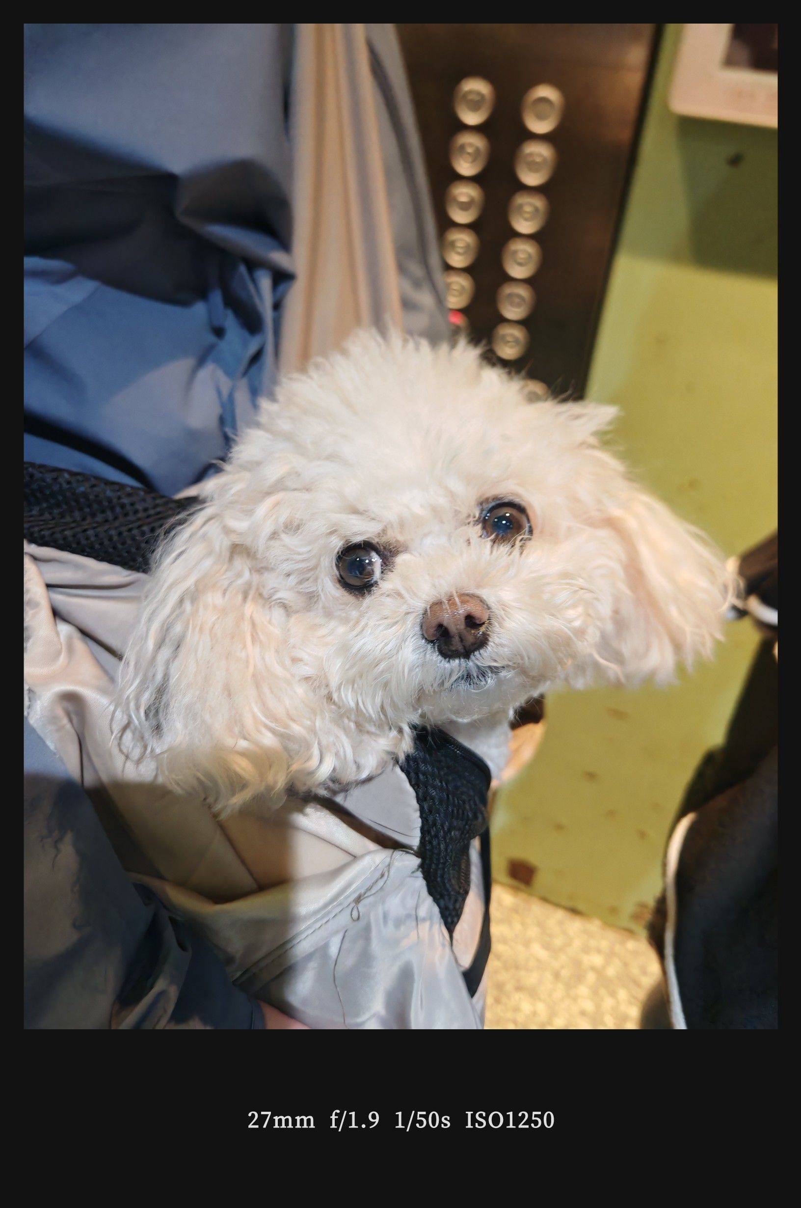  猫咪  蓝眼萌宠  毛茸茸日常 _3