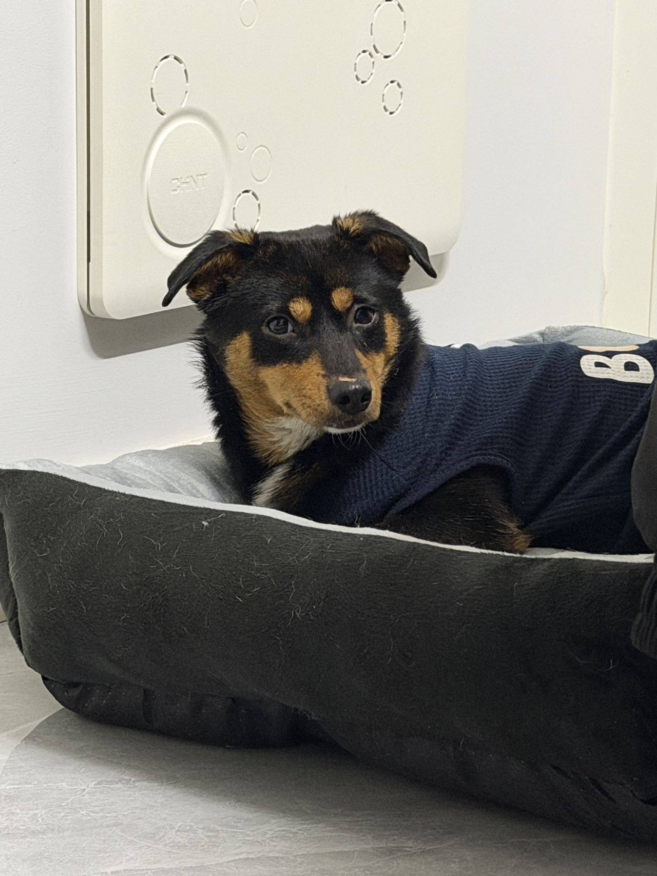 流浪小土狗就不配拥有一个家吗_1