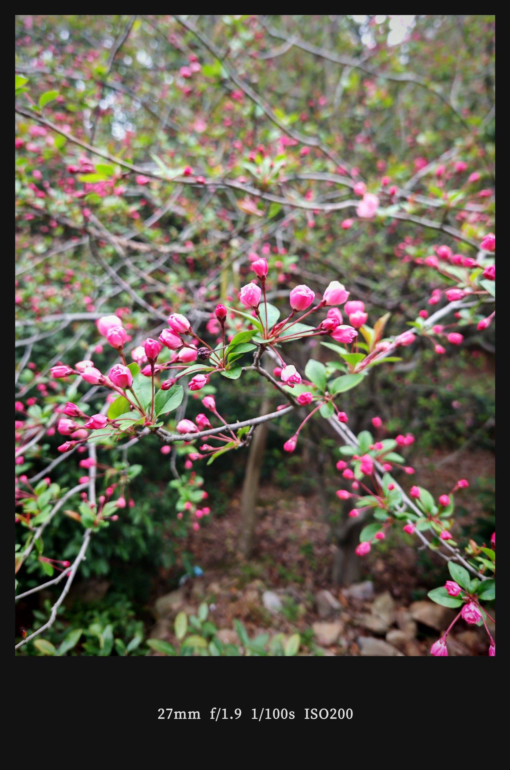  湖边柳影  水岸轻舟  烟雨朦胧_2