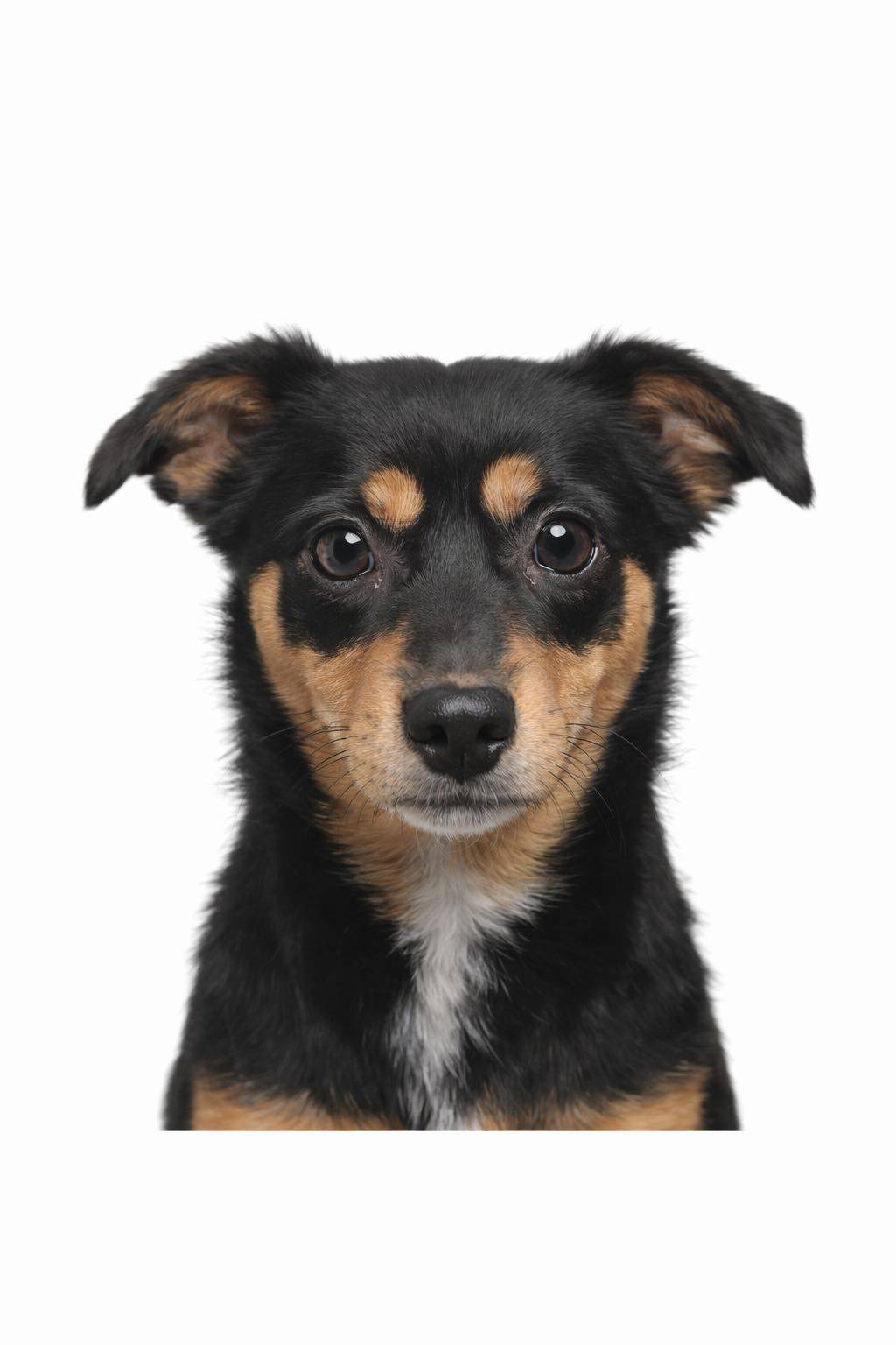 流浪小土狗就不配拥有一个家吗