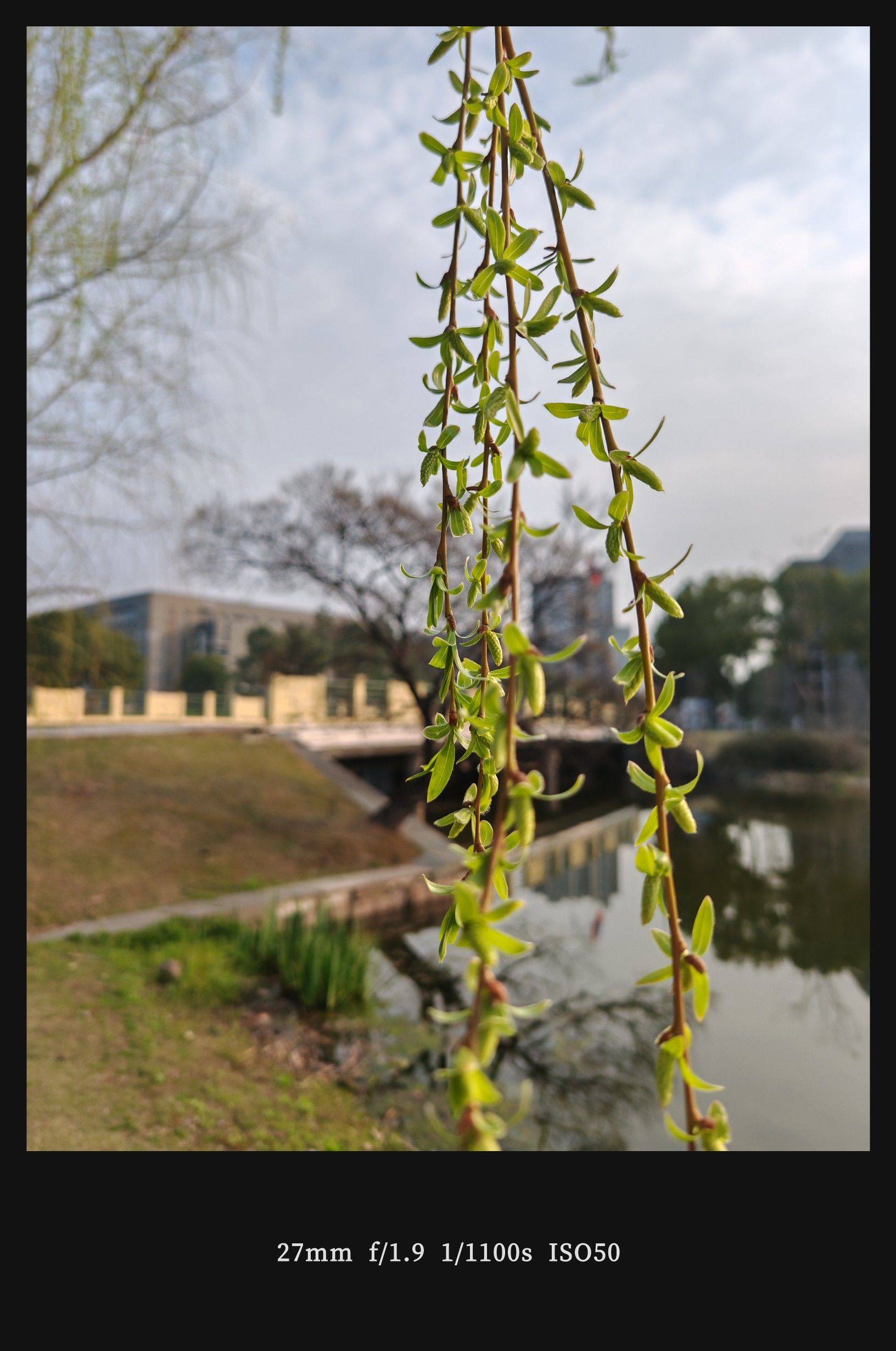  山茶花  粉红浪漫  花影婆娑 _3